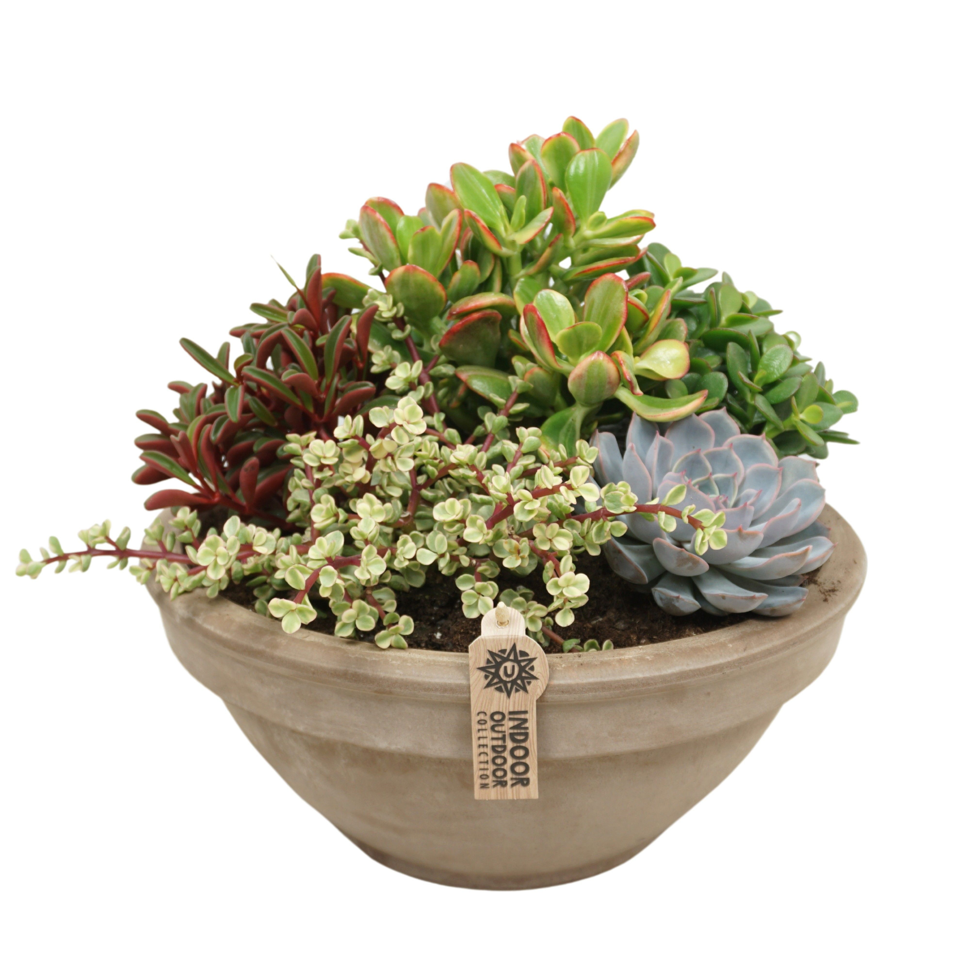 Succulent arrangement in 35 cm 'Grijze Schaal', D 35 cm