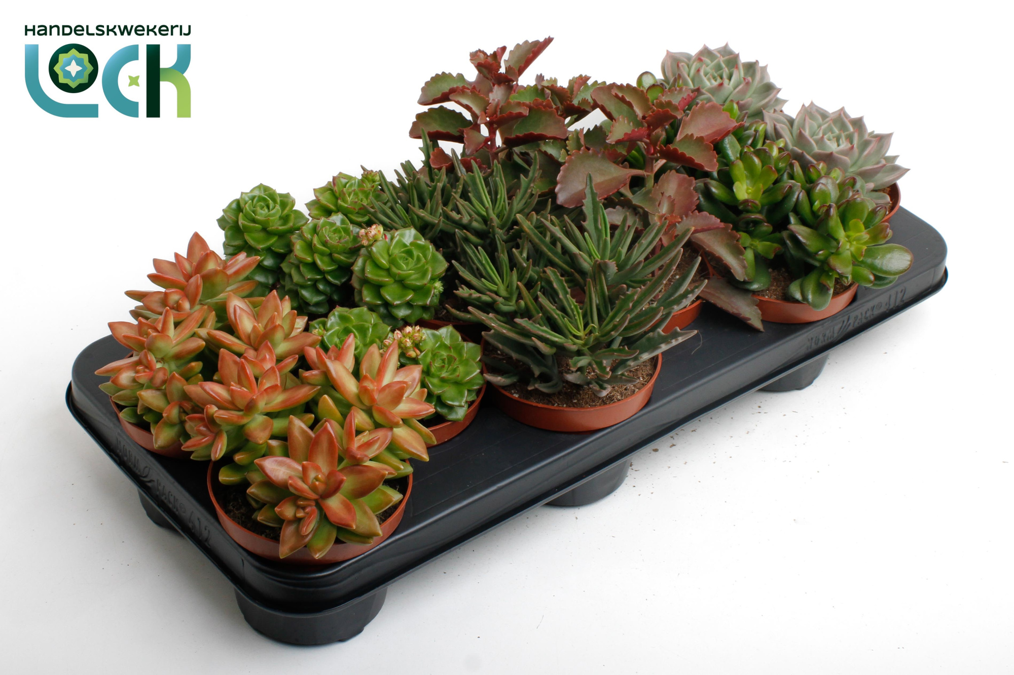 Herfst Mix, D 10,5 cm