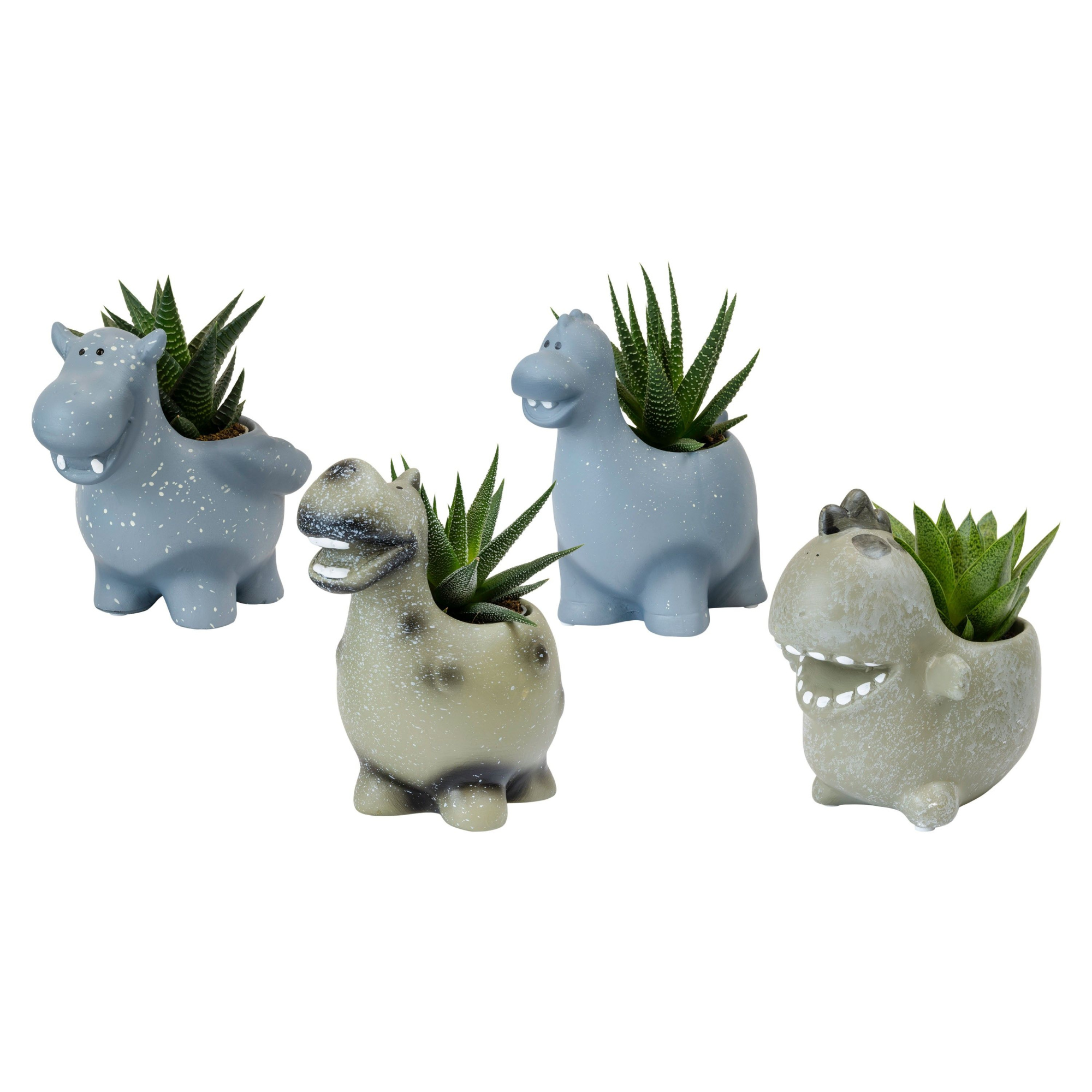 Monstrosities with Succulent mix, D 6 cm