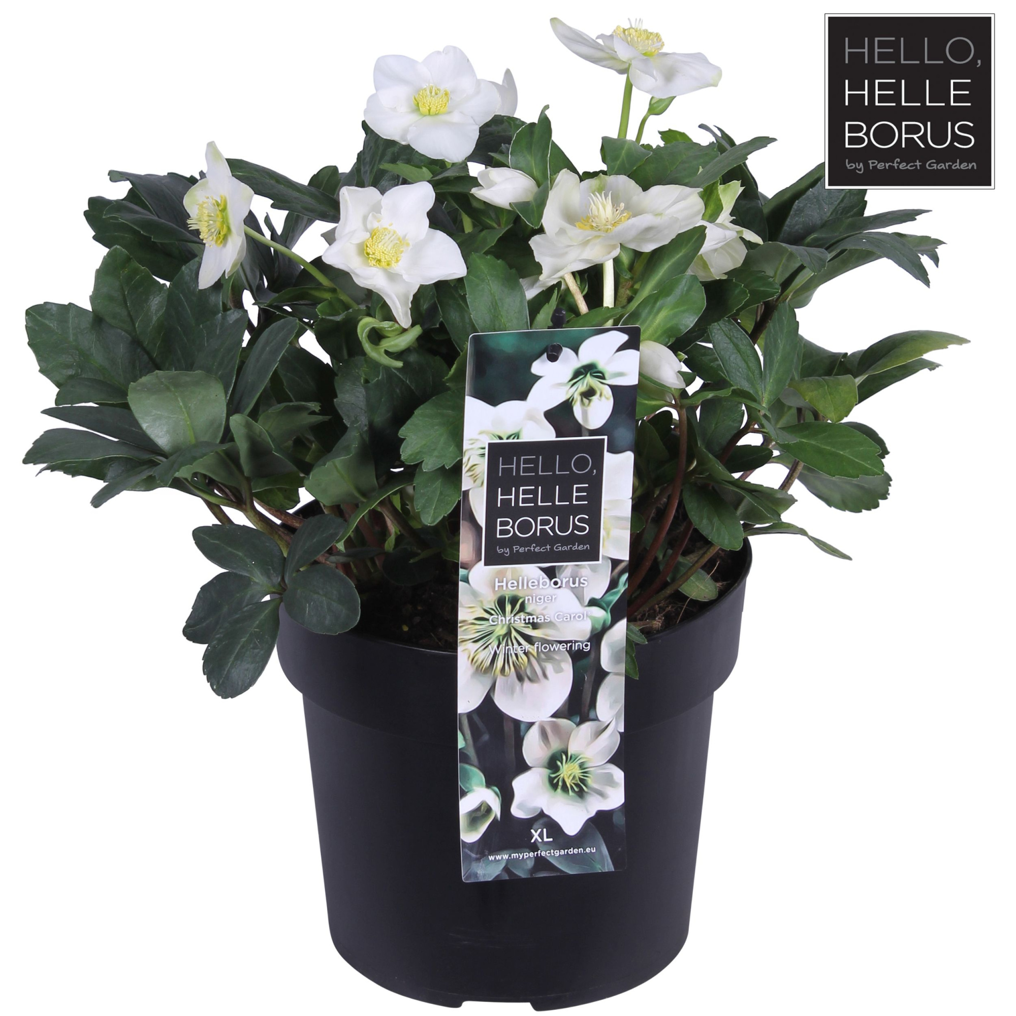 Helleborus niger 'Christmas Carol Early' XL P19, D 19 cm