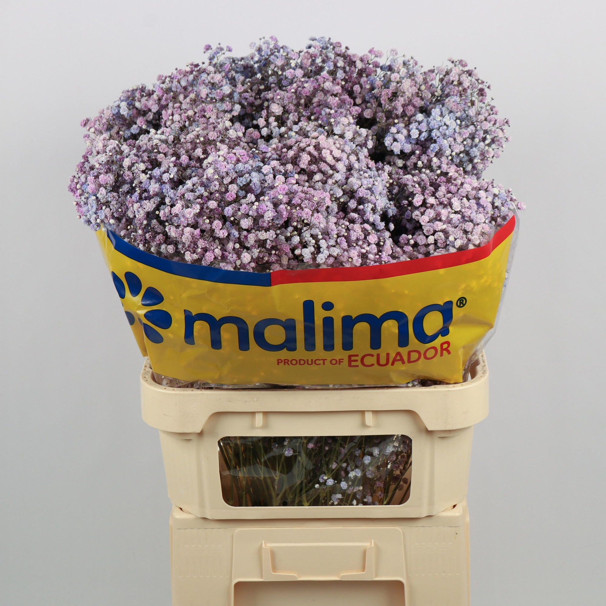 Гипсофила Овериг Крашеная (краш. ) 75, шт.