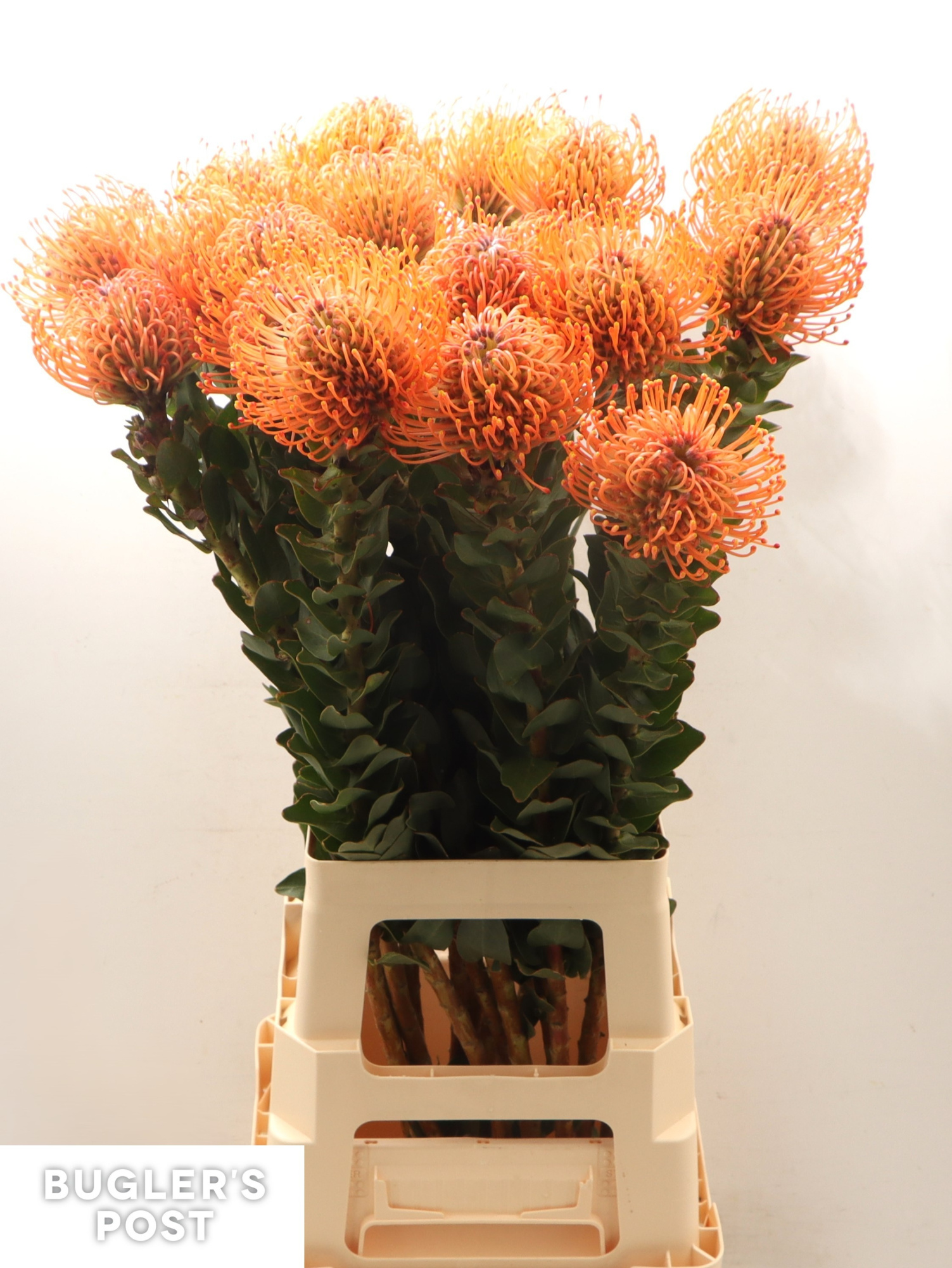 Нутанс Айоба Мандарин Зест 80, шт.