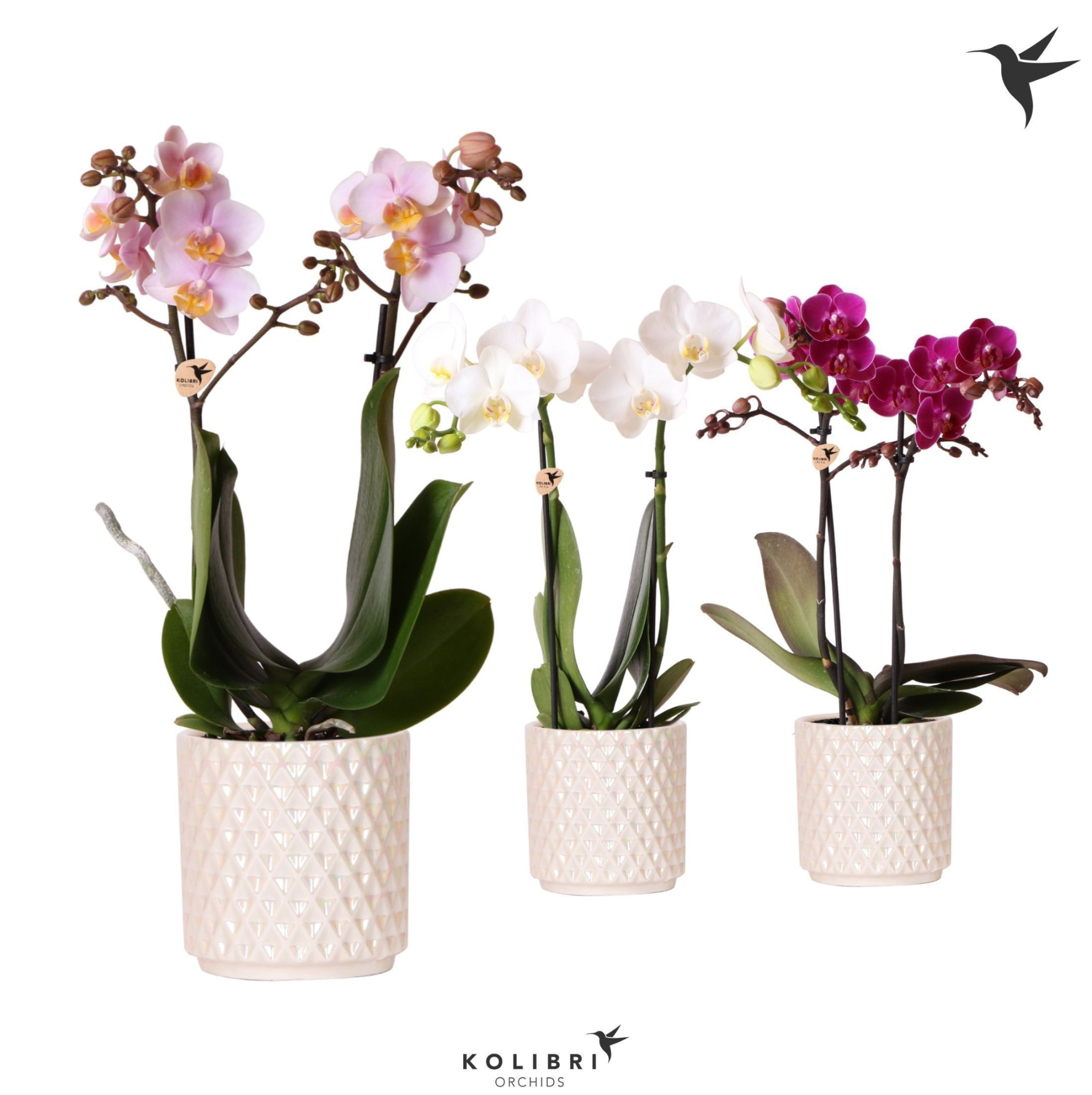 Kolibri Orchids Phalaenopsis mix 2 spike in Diamond Pearl traver, D 9 cm