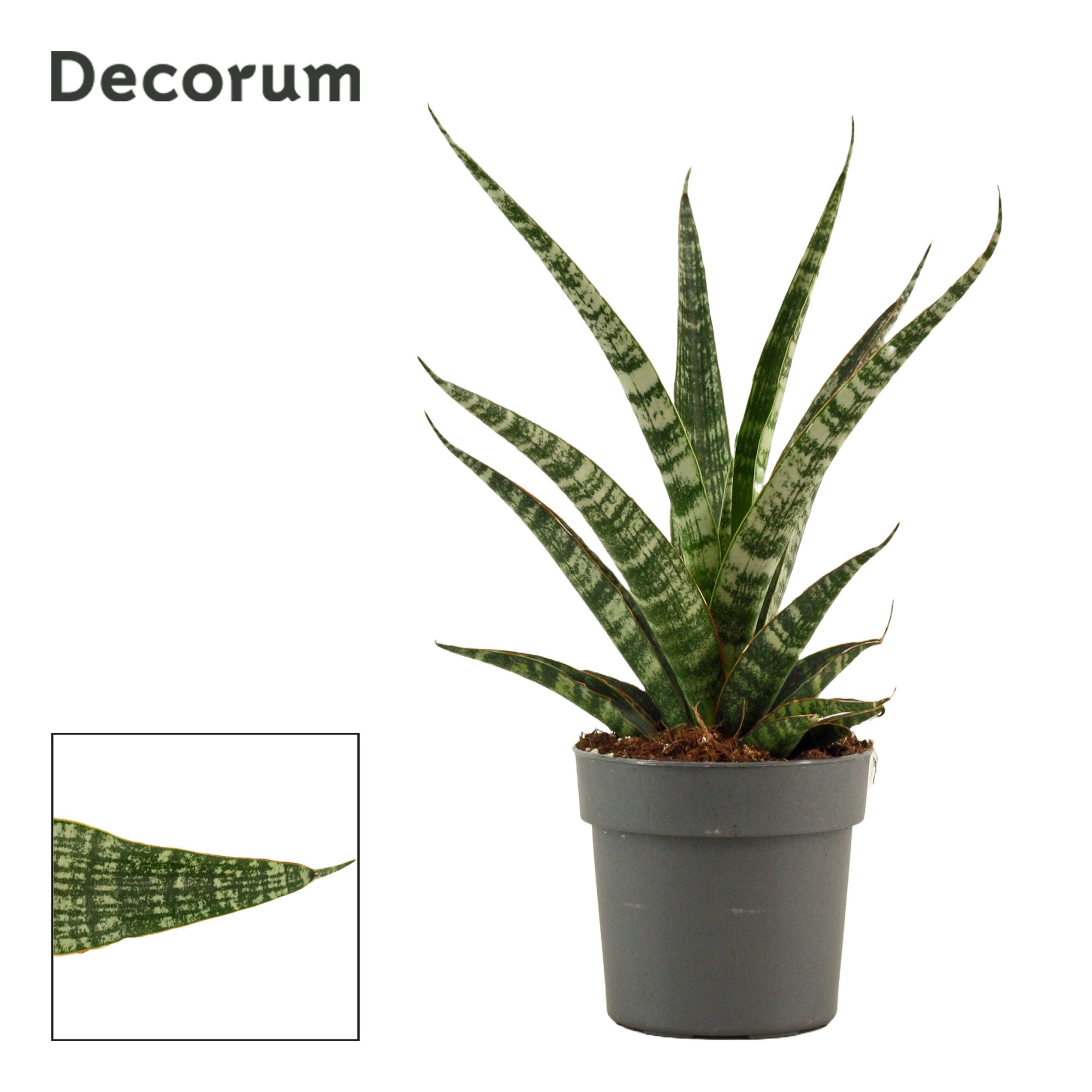 Sansevieria Tiger crown 12 cm (Decorum), D 12 cm