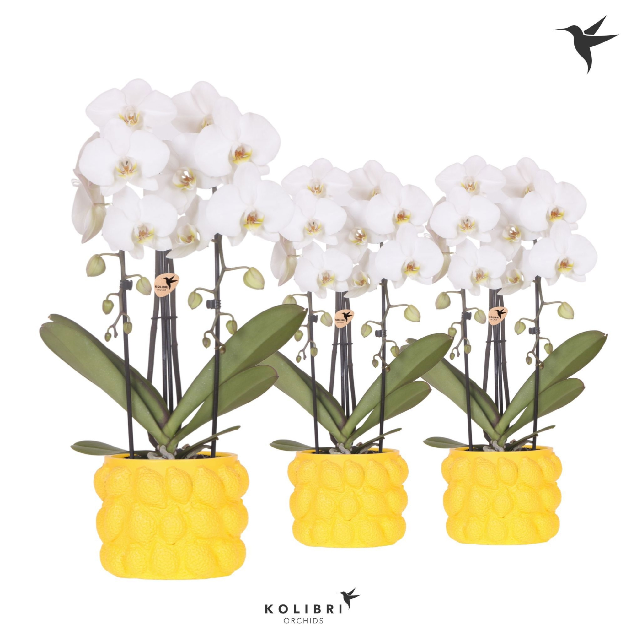 Kolibri Orchids Phalaenopsis Cascade Niagara Fall white 2 spike in Citrus pot yellow, D 12
