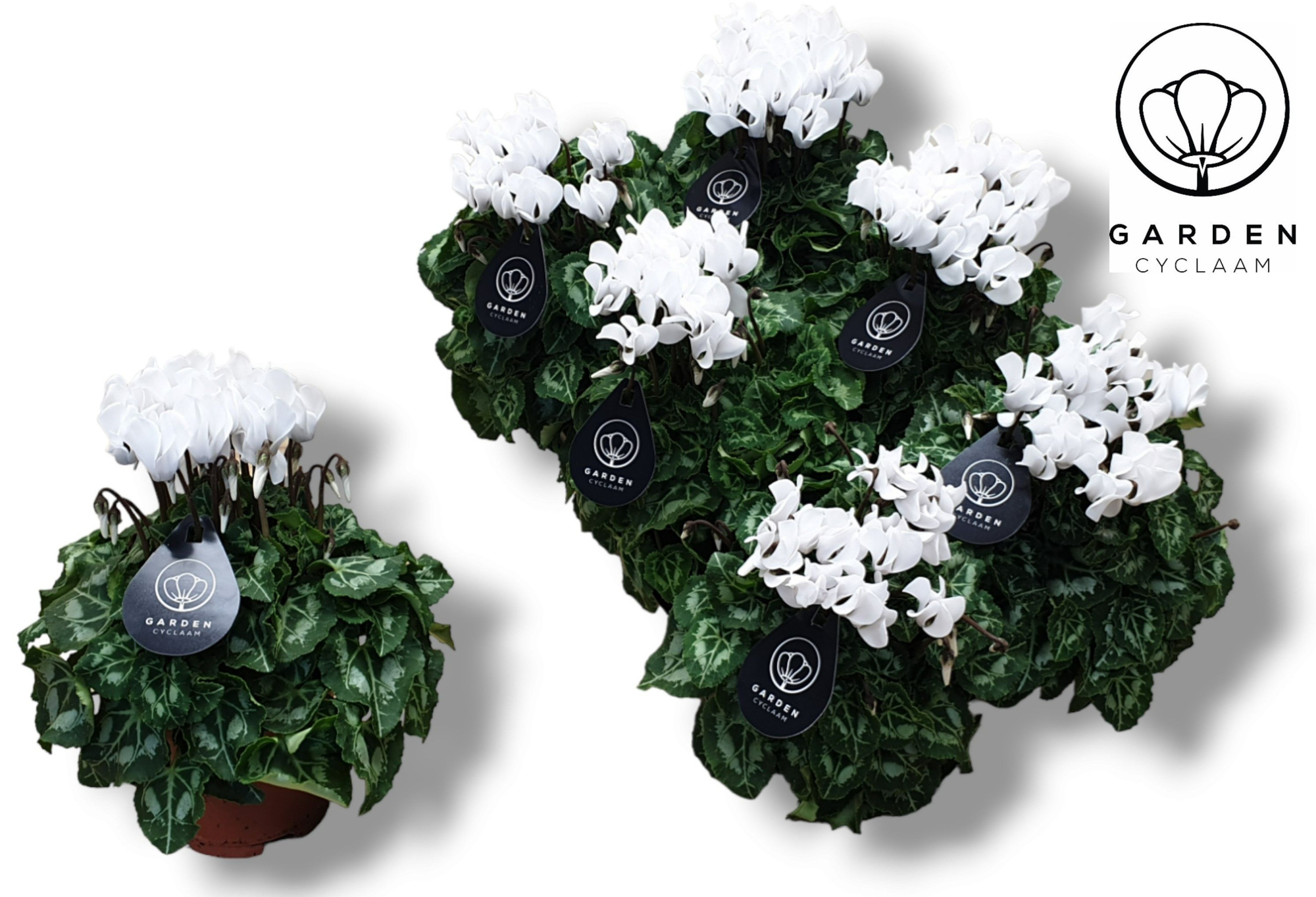 Cyclamen GARDEN WIT, D 10,5