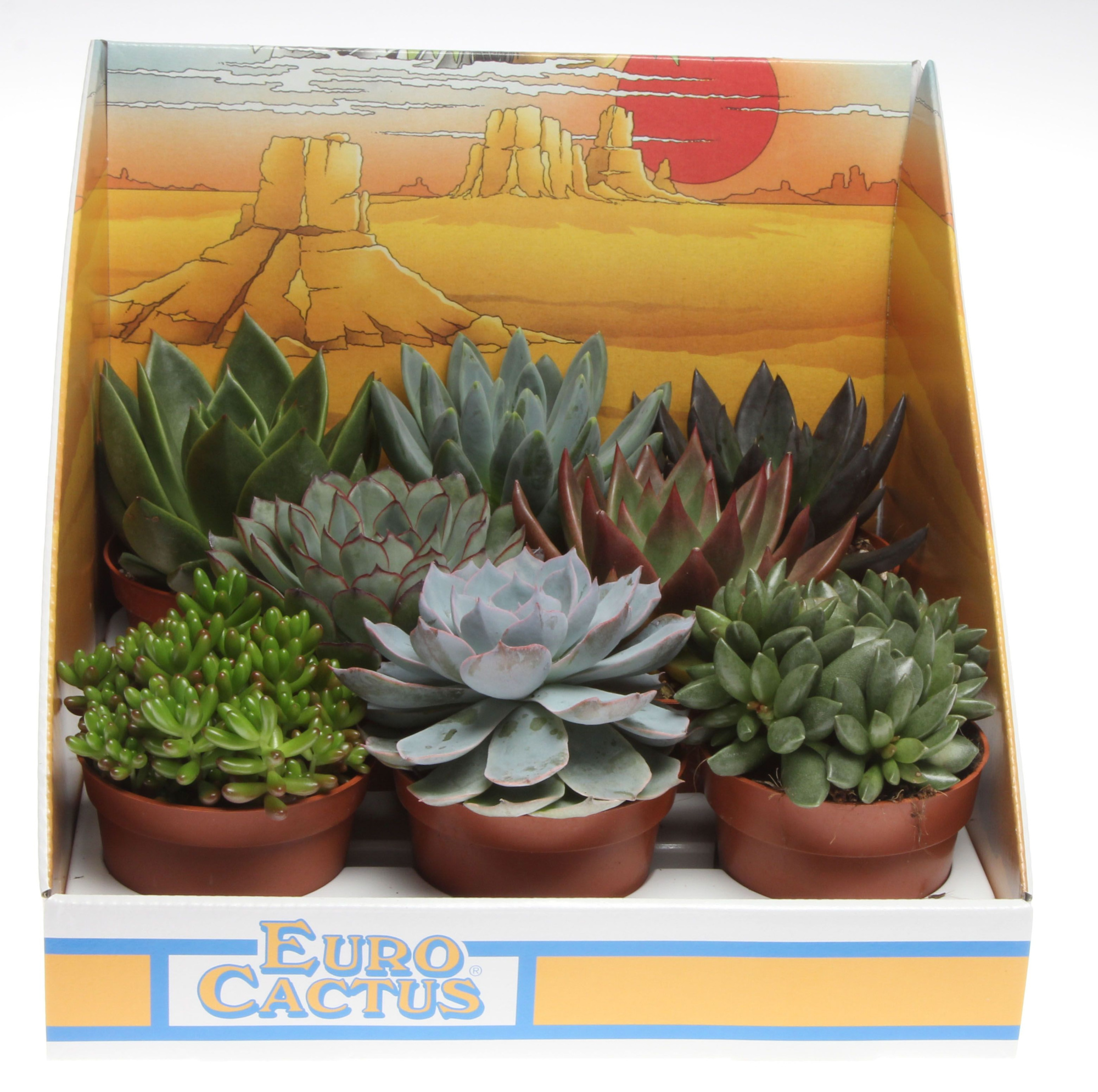 Succulenten mix in showdoos, D 8,5 cm