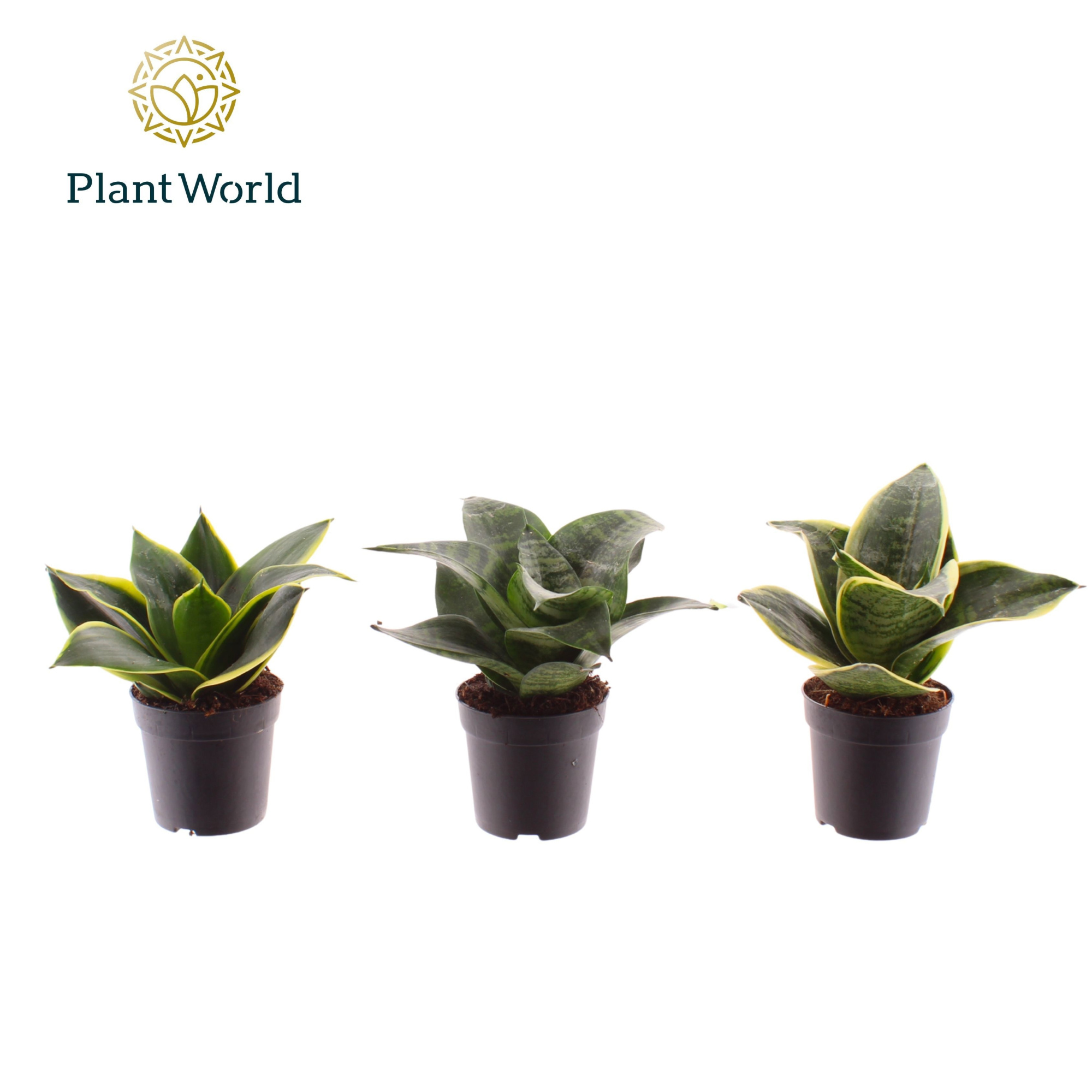 Sansevieria gemengd dwarf 7 cm, D 7