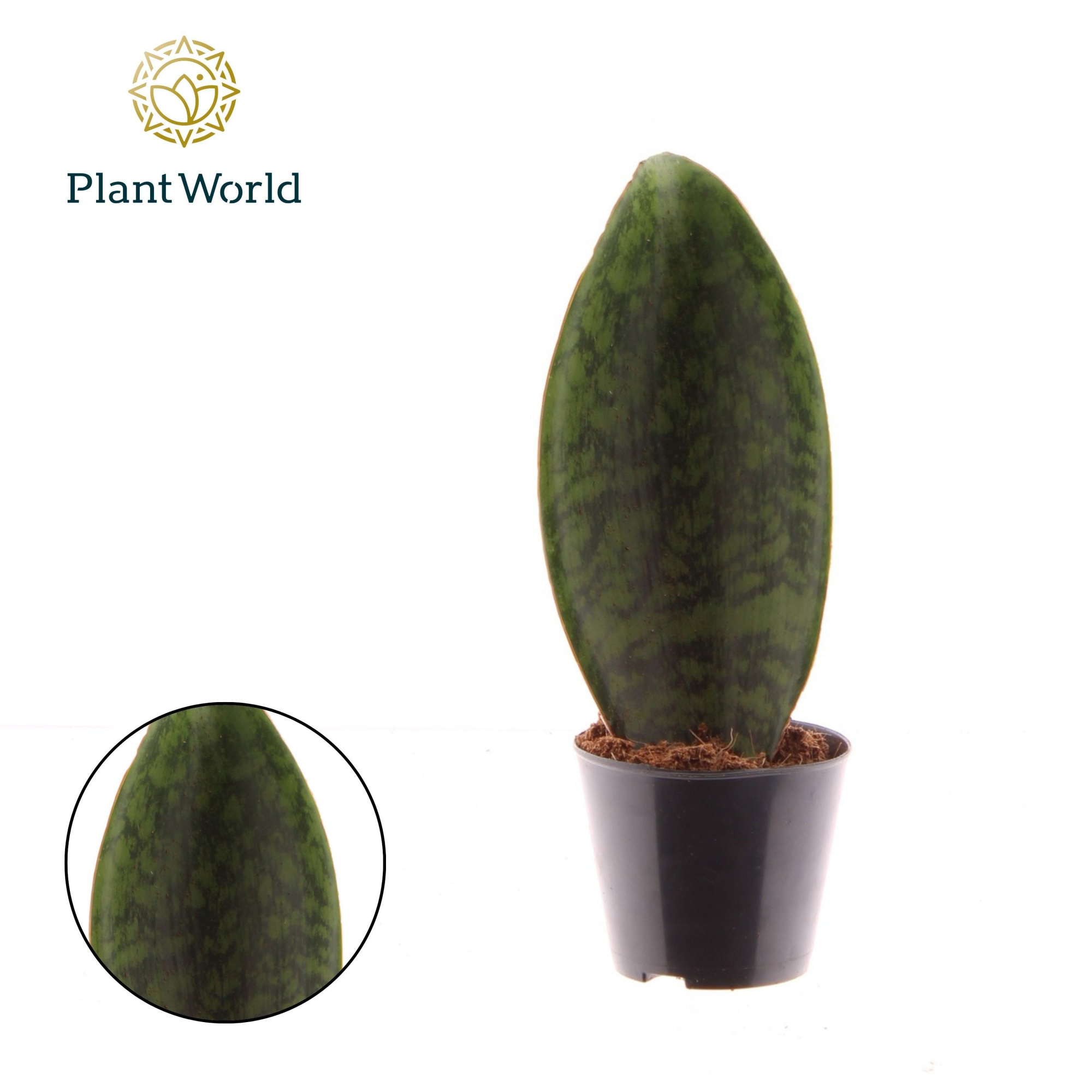 Sansevieria ‘Masoniana’ Whale Fin P8,5, D 8,5