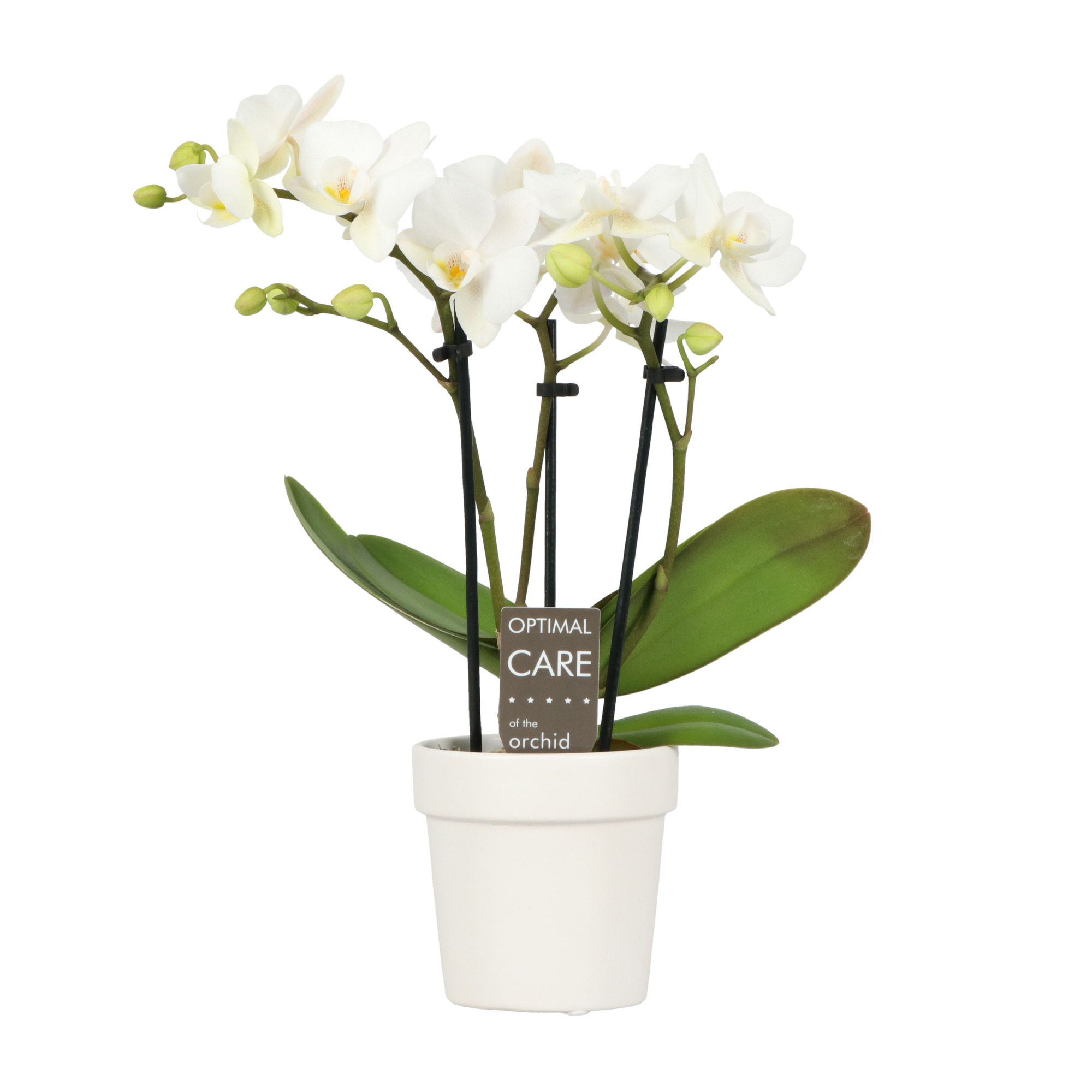 Sweety P7 Sandra 4 spike in Flowerpot White, D 7 cm