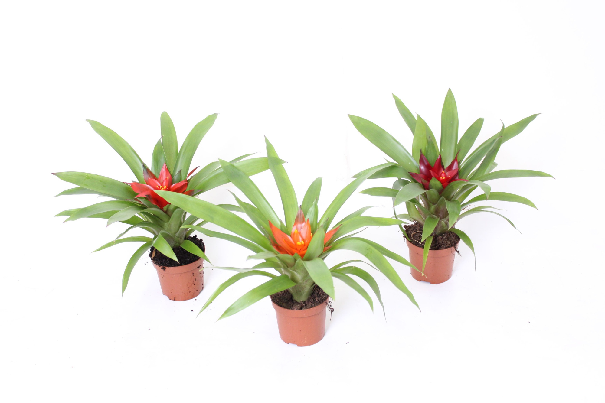 Guzmania Maduro Mix 9, D 9 cm