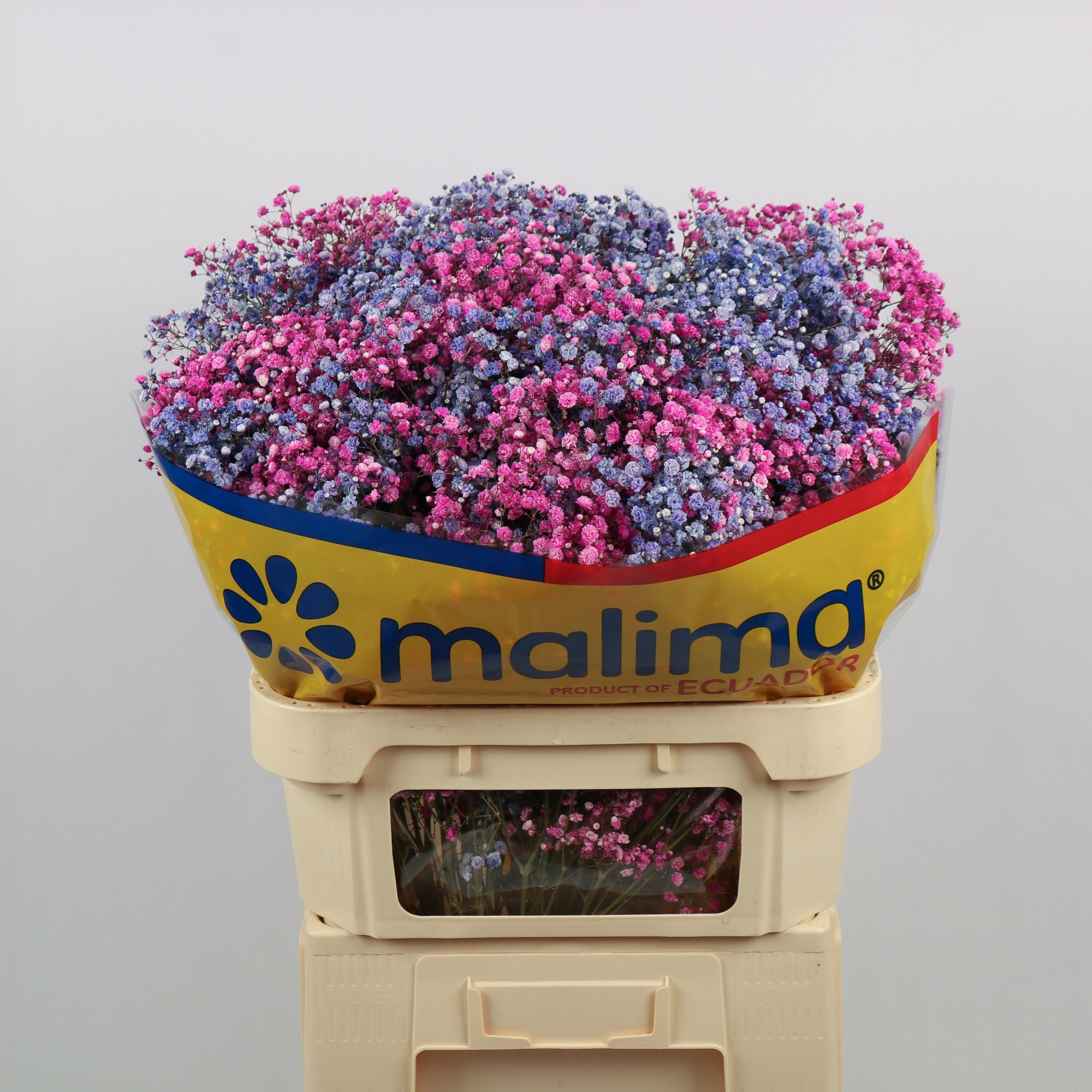 Гипсофила Овериг Крашеная (краш. ) 75, шт.