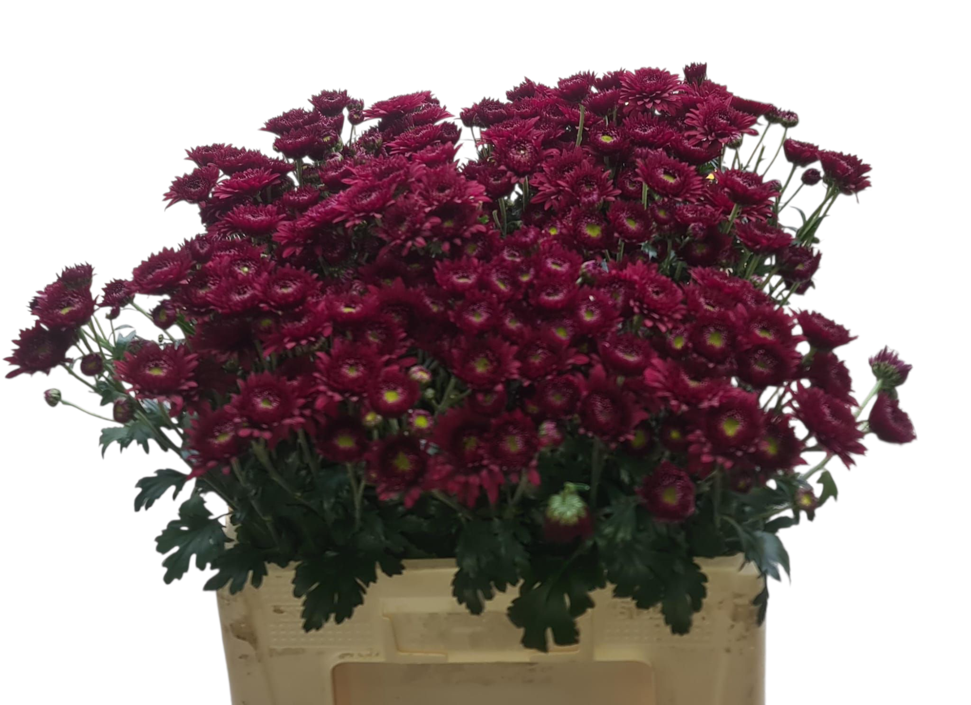 Хризантема куст. Смоуки 60, шт.