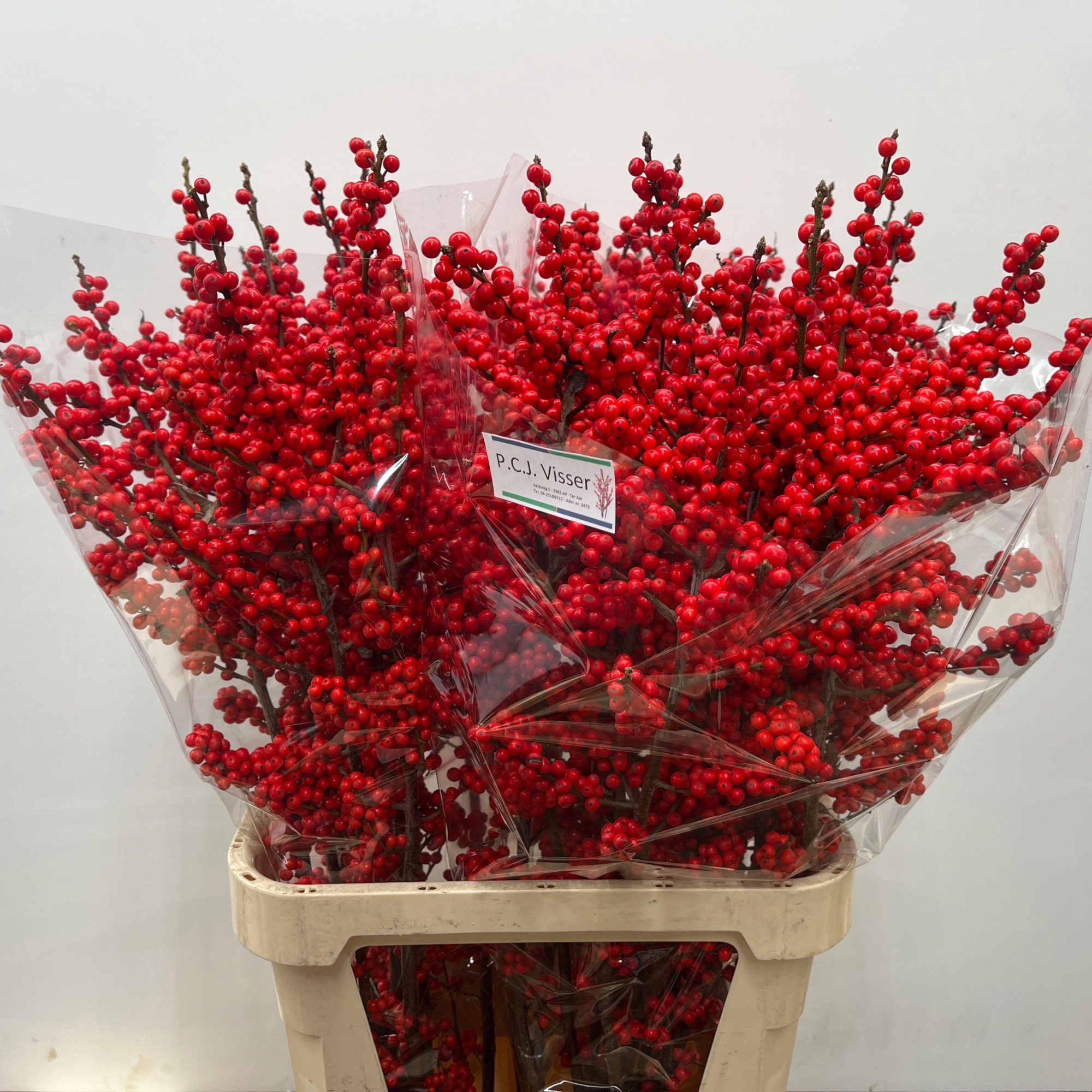 Илекс Красные ягоды 100, шт.