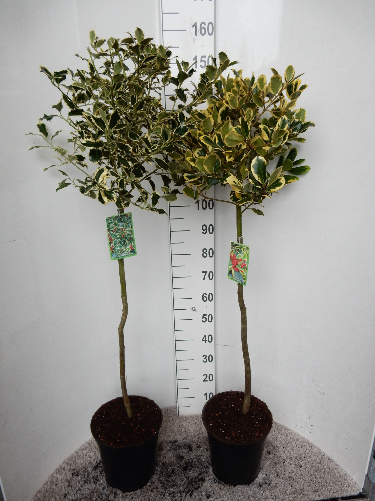 Ilex aquifolium in cultivars 80 stam kroon 30 cm P28, D 28