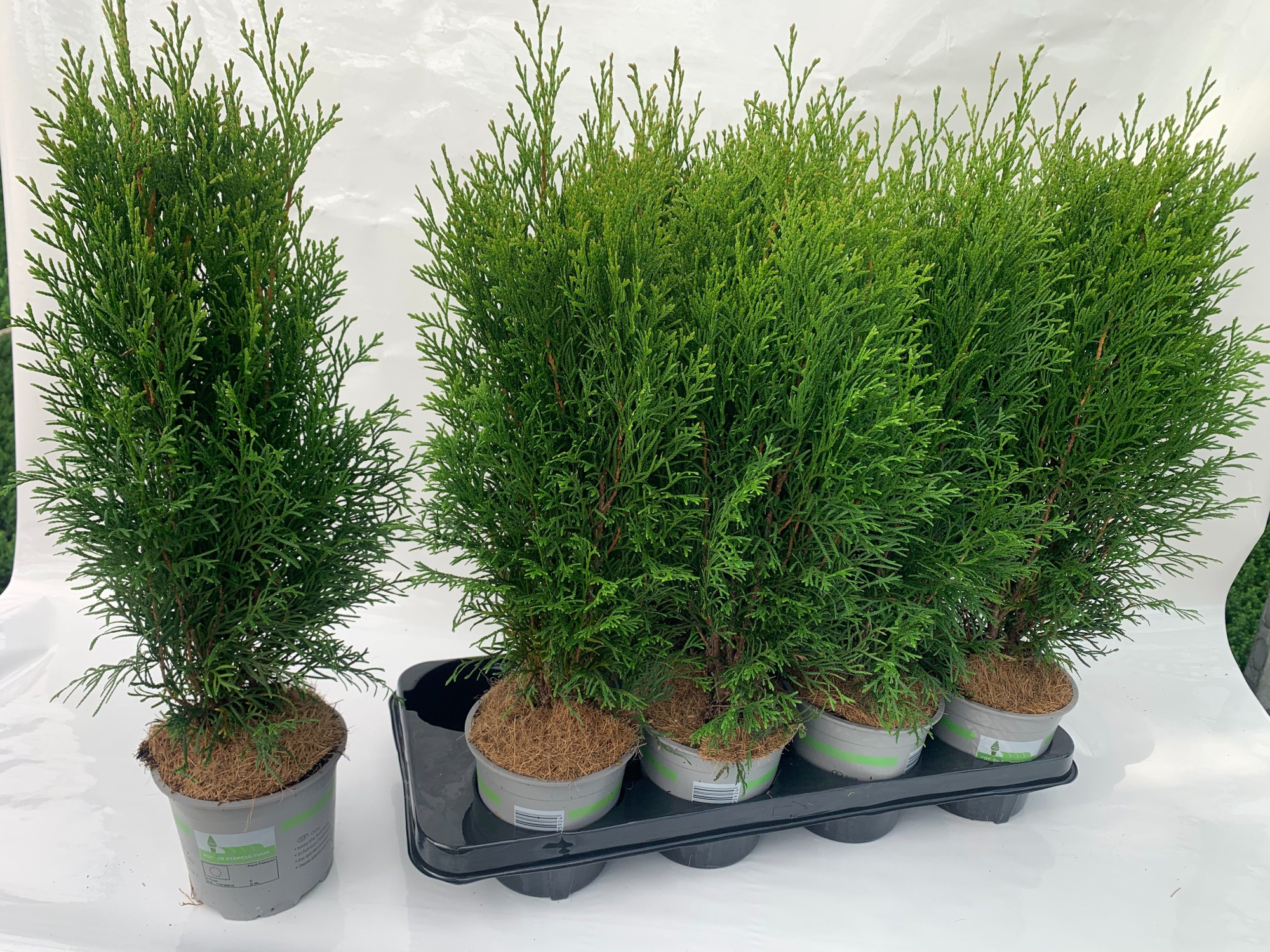 Thuja occ. Smaragd, D 13 cm