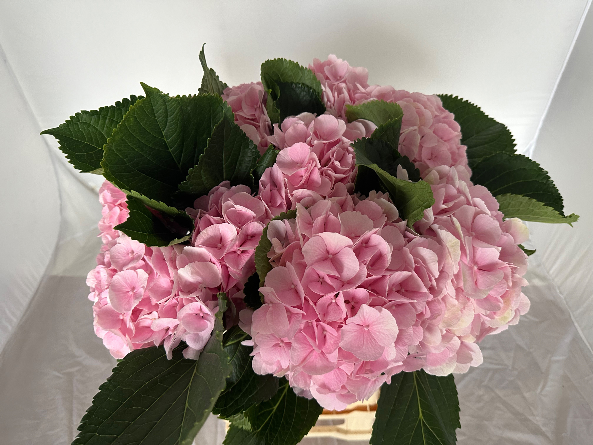 Гортензия Верена Пинк 60, шт.