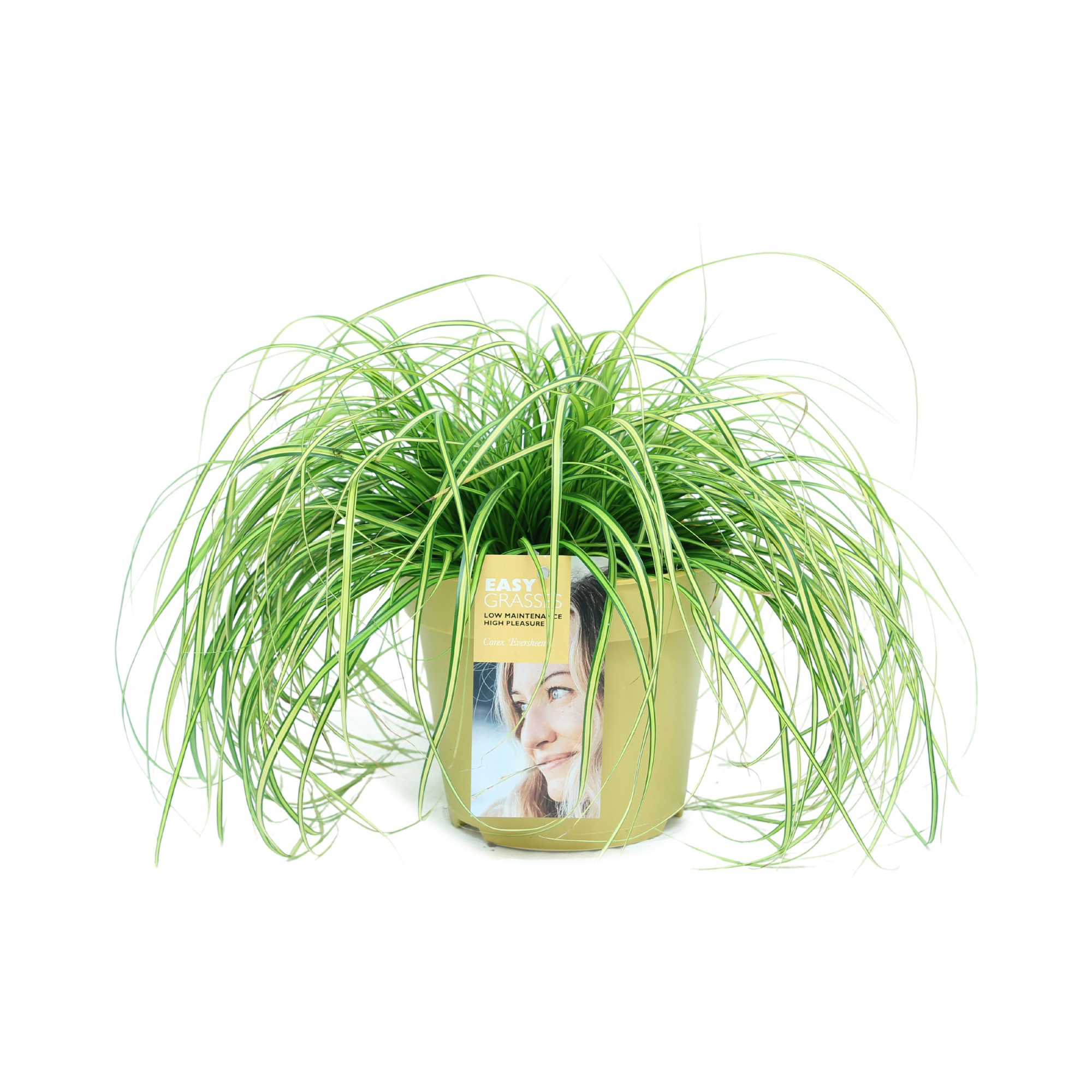 Carex oshimensis Eversheen GEEL, D 17 cm