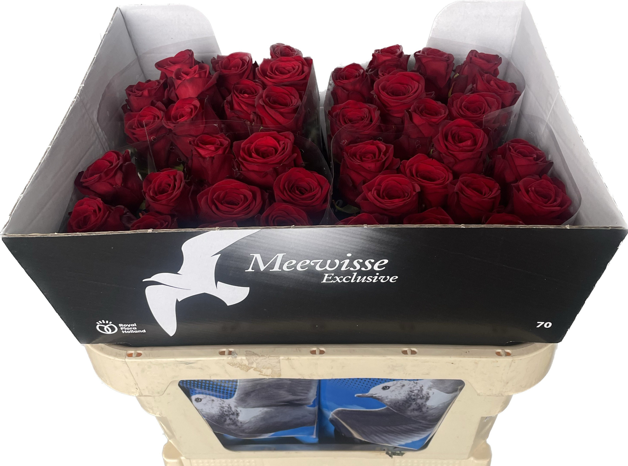 Роза од. Рэд Наоми 70, шт.