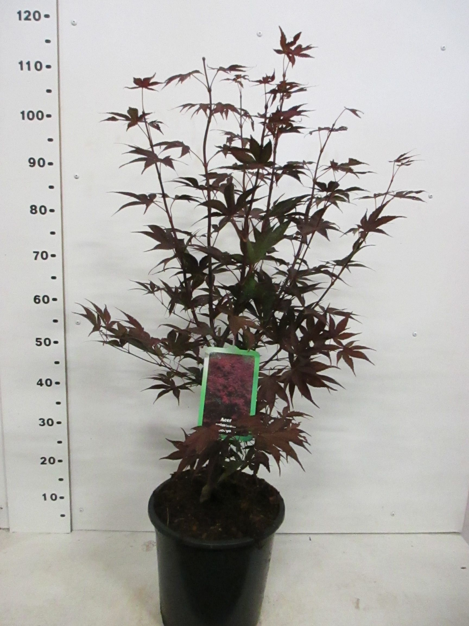 Acer palm. Bloodgood 60-80 P28, D 28 cm