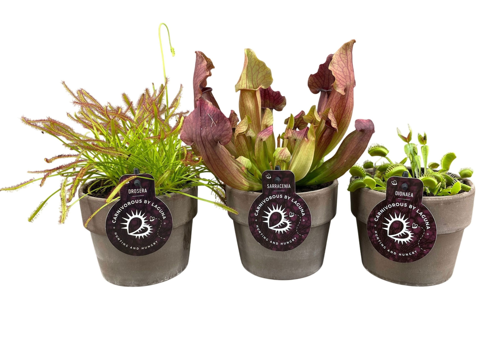 Vleesetende planten mix in 12 cm grijze terracotta pot (waterdicht), D 12