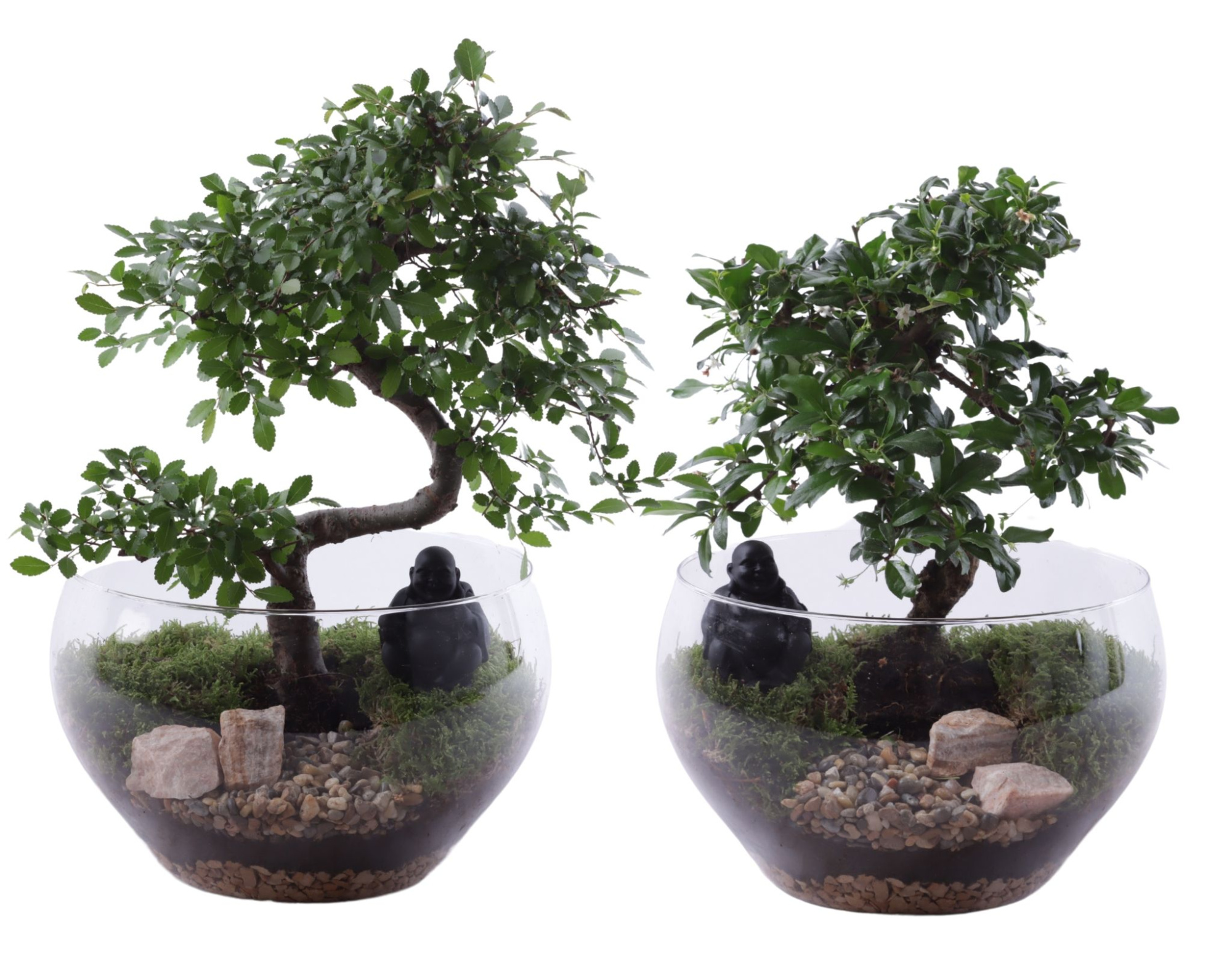 Bonsai Indoor Mix Ø20cm S-Shape in Glass Bowl Rounded Ø25cm, D 25 cm