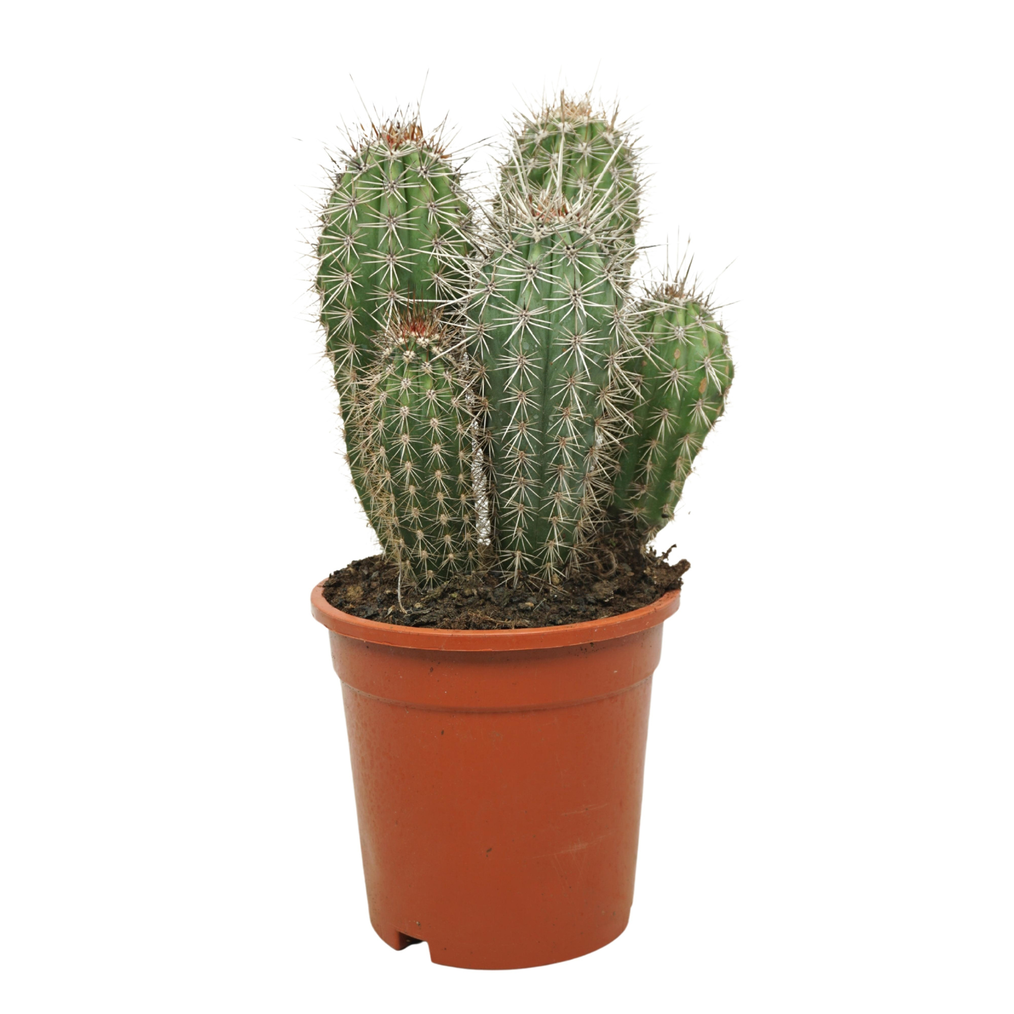 Pachycereus pringlei groep 17 cm, D 17