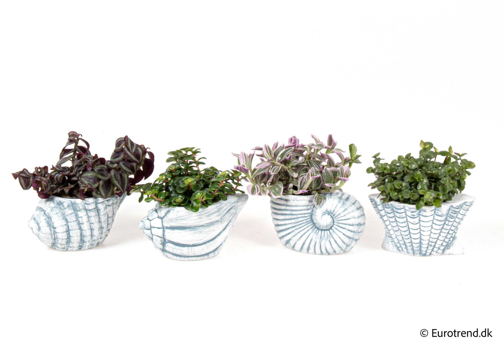 Green mix in sea shell ceramic - Spring, Summer & Autumn 2025, D 6 cm