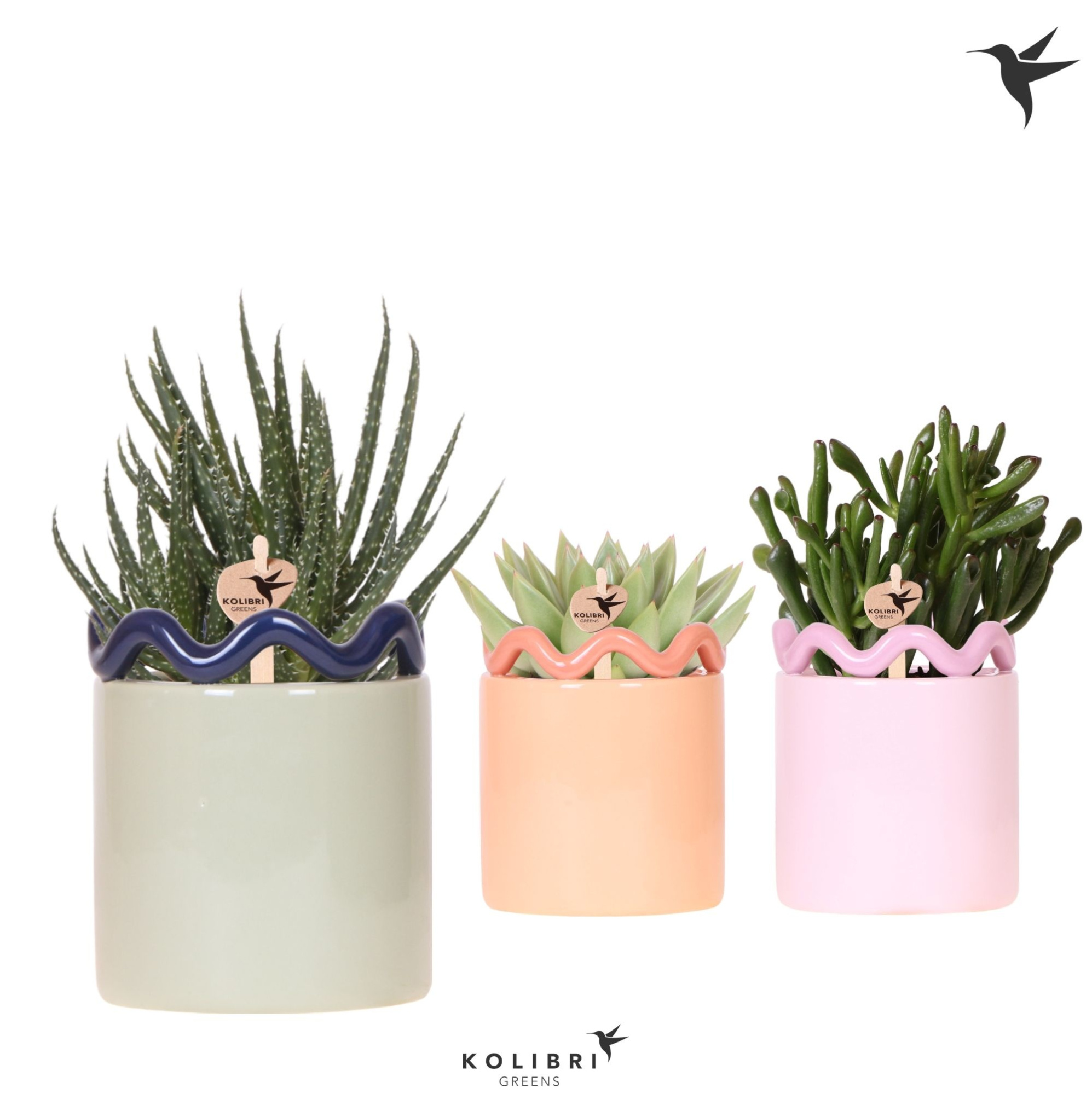 Kolibri Greens Succulenten mix in Funky pot mix, D 9 cm