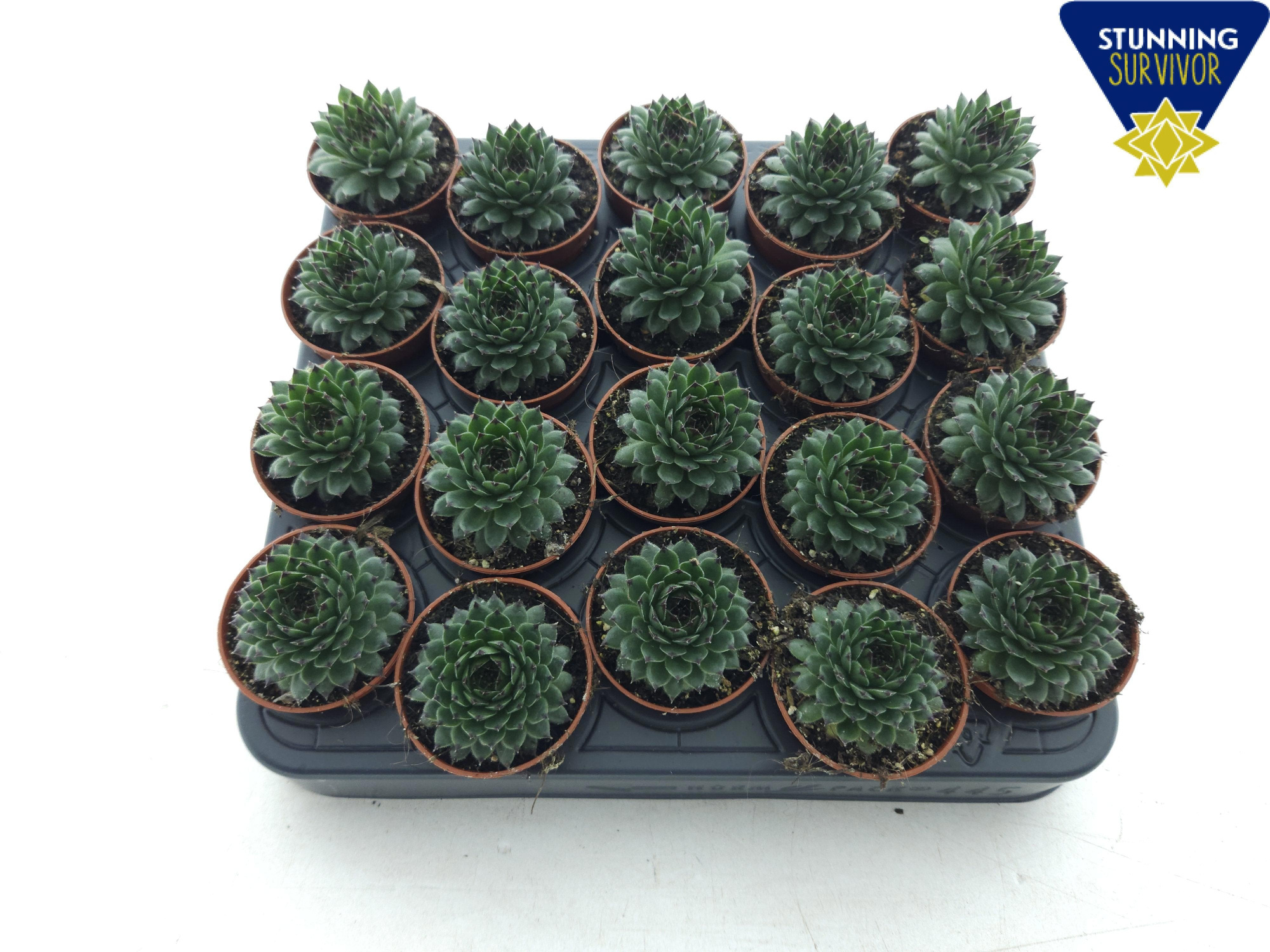 Sempervivum groen/zwart P5.5, D 5,5 cm