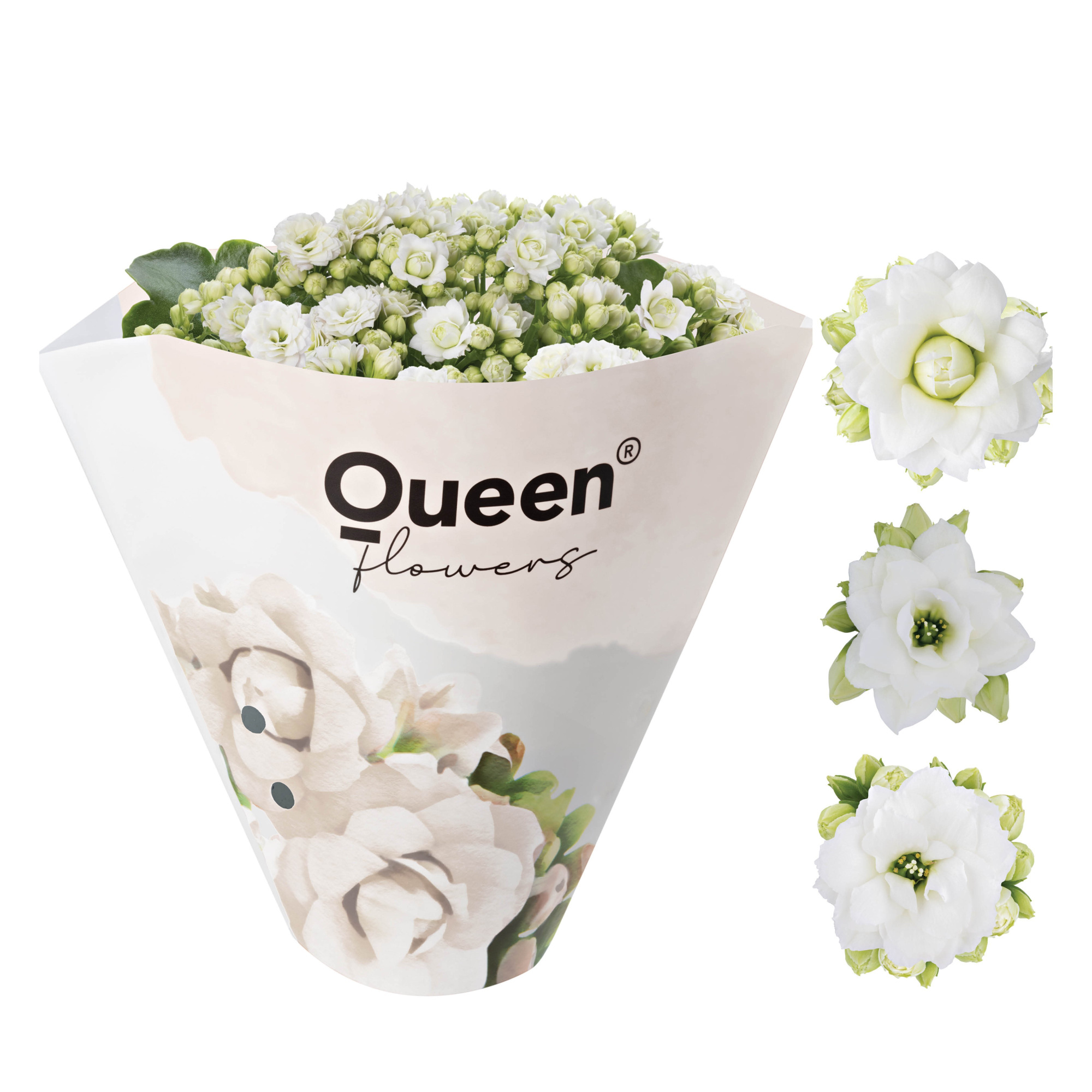 KALANCHOE ARTS-HYBRID 'WHITE ROSE FLOWER', D 11 cm