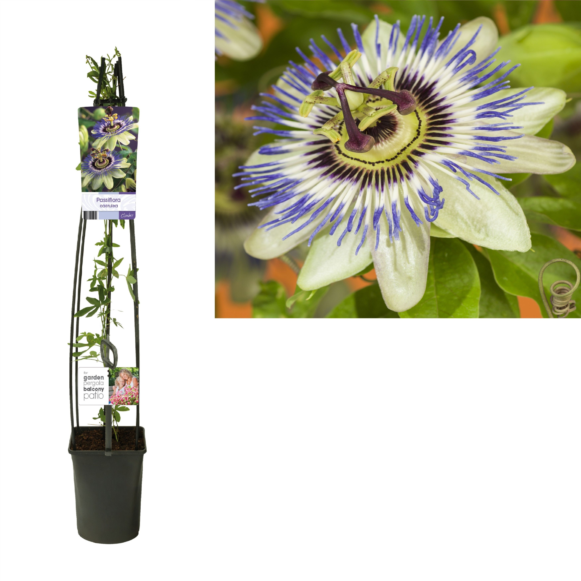 Passiflora caerulea +light label, D 23 cm