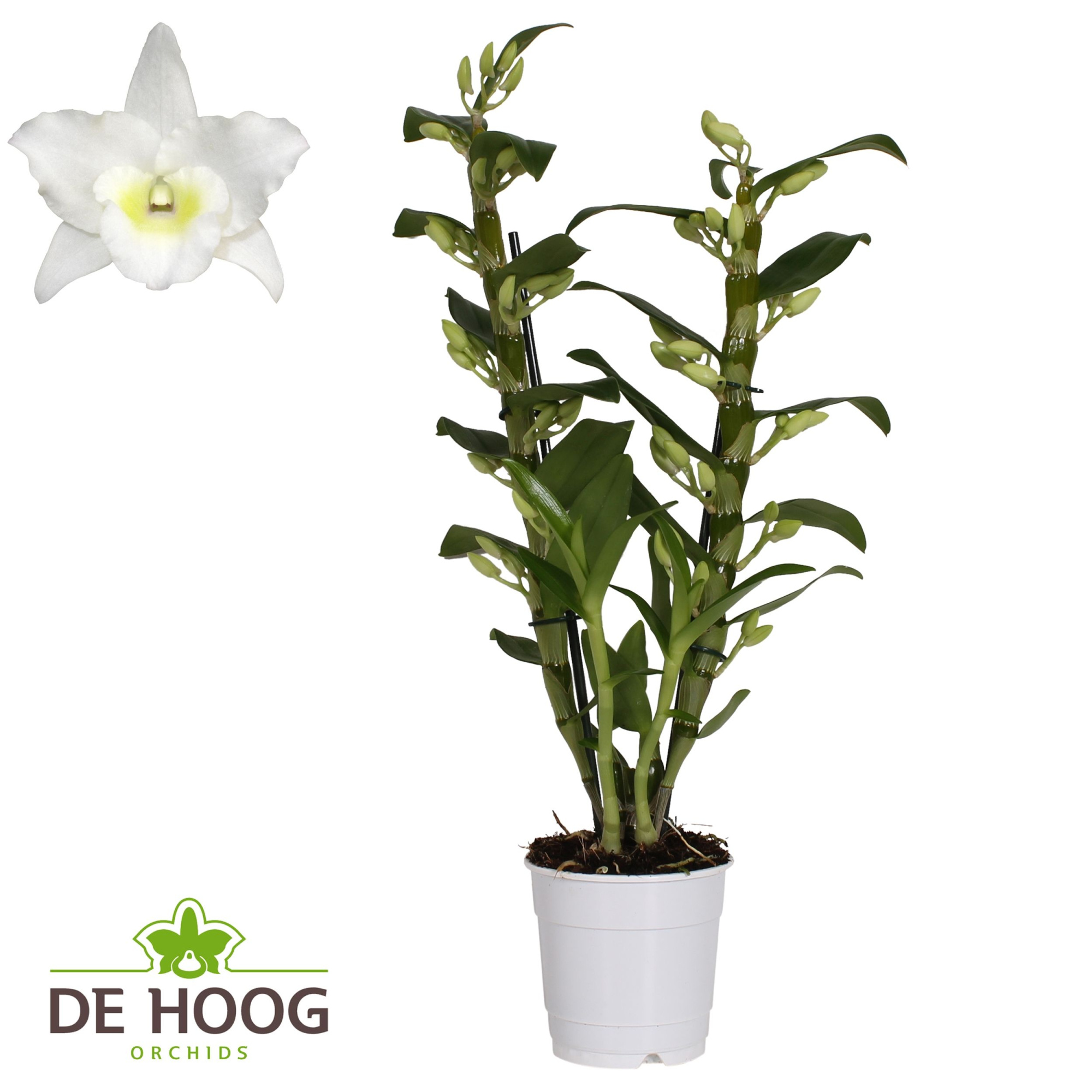 Dendrobium Nobile Apollon 2 stam 16+ tros De Hoog, D 12 cm