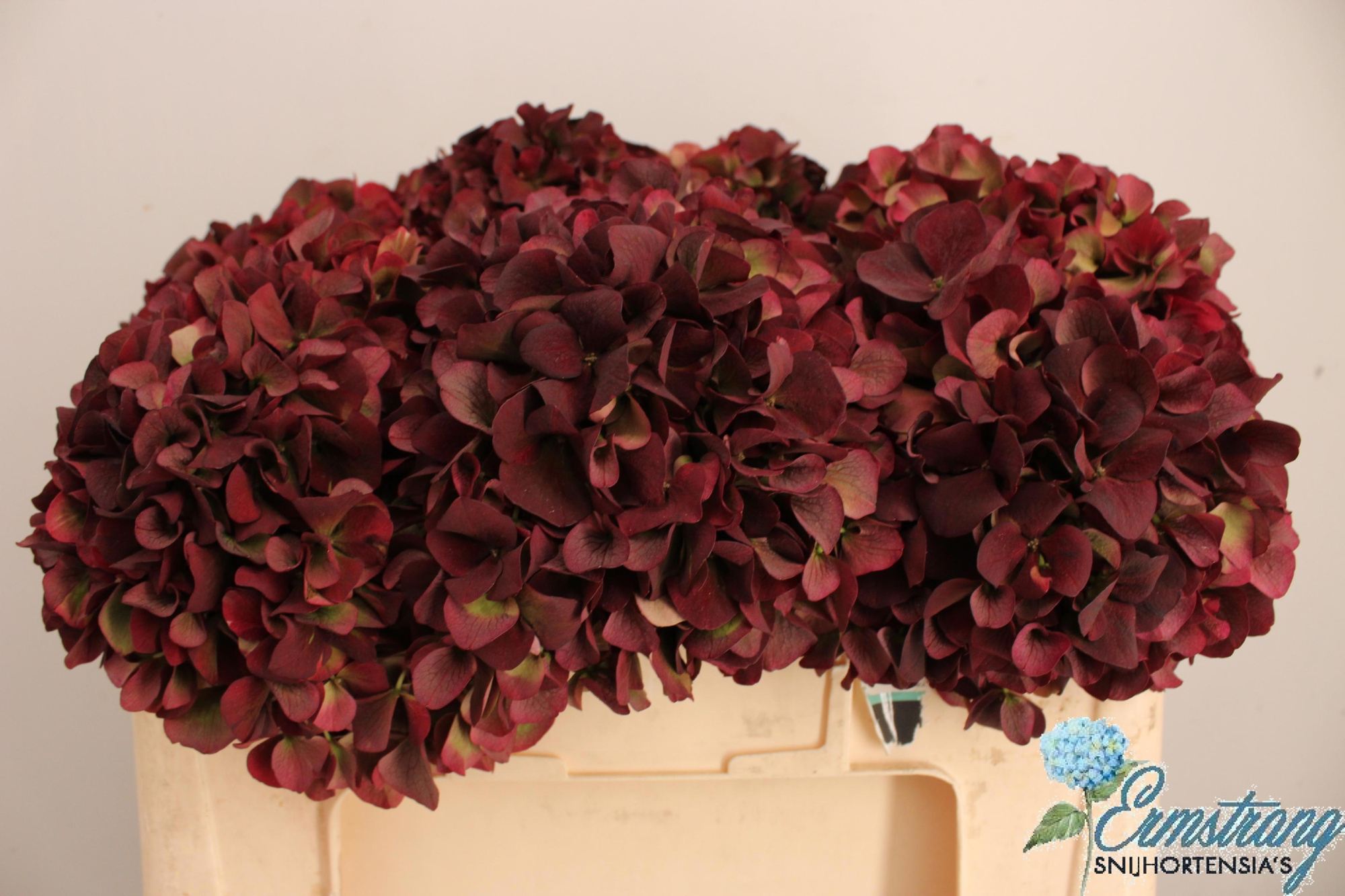 Гортензия Мэджикал Пинк Руби Классик 50, шт.