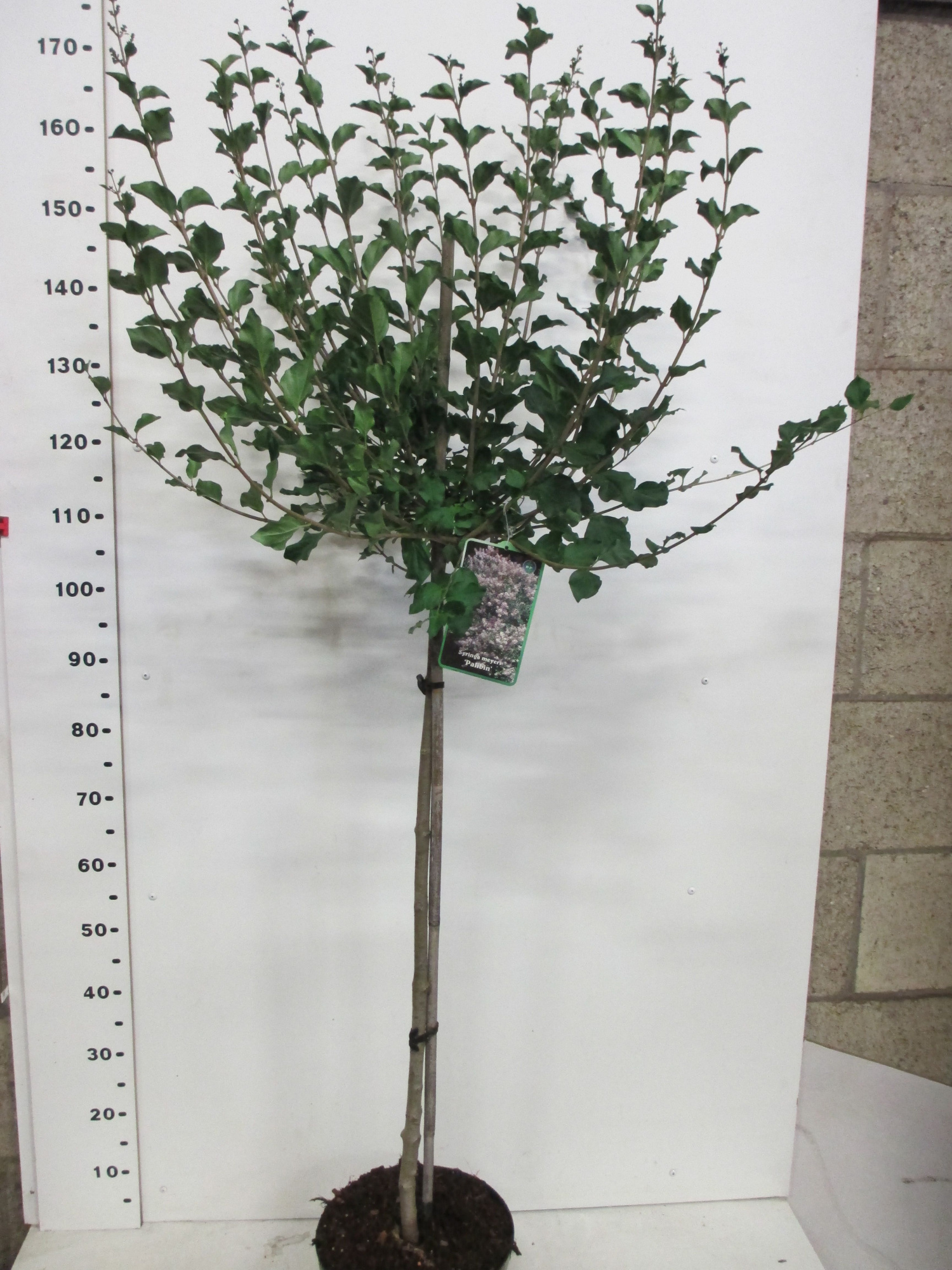 Syringa m. Palibin 80st. P26, D 26 cm