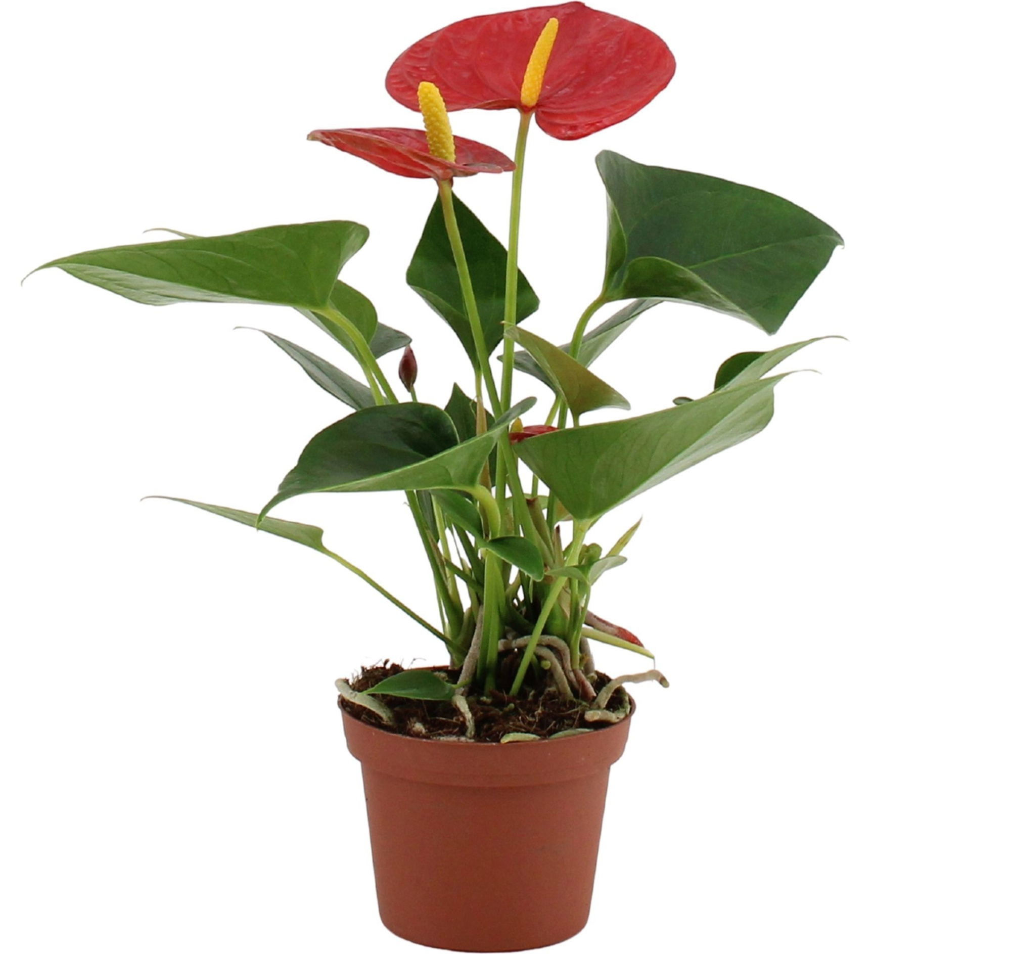 Anthurium 9 cm Success Red in Essential sleeve, D 9