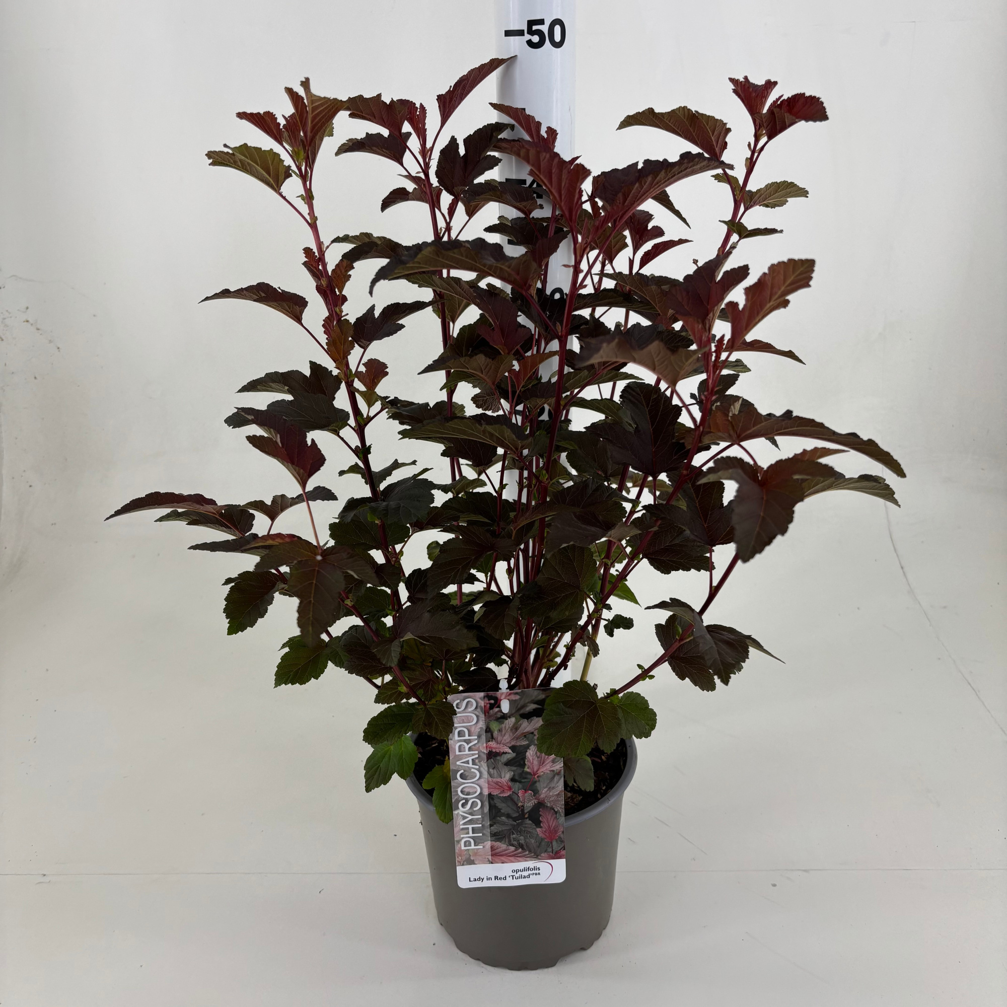 Physocarpus opulifolius Lady in Red ('Tuilad' PBR) ®, D 19 cm