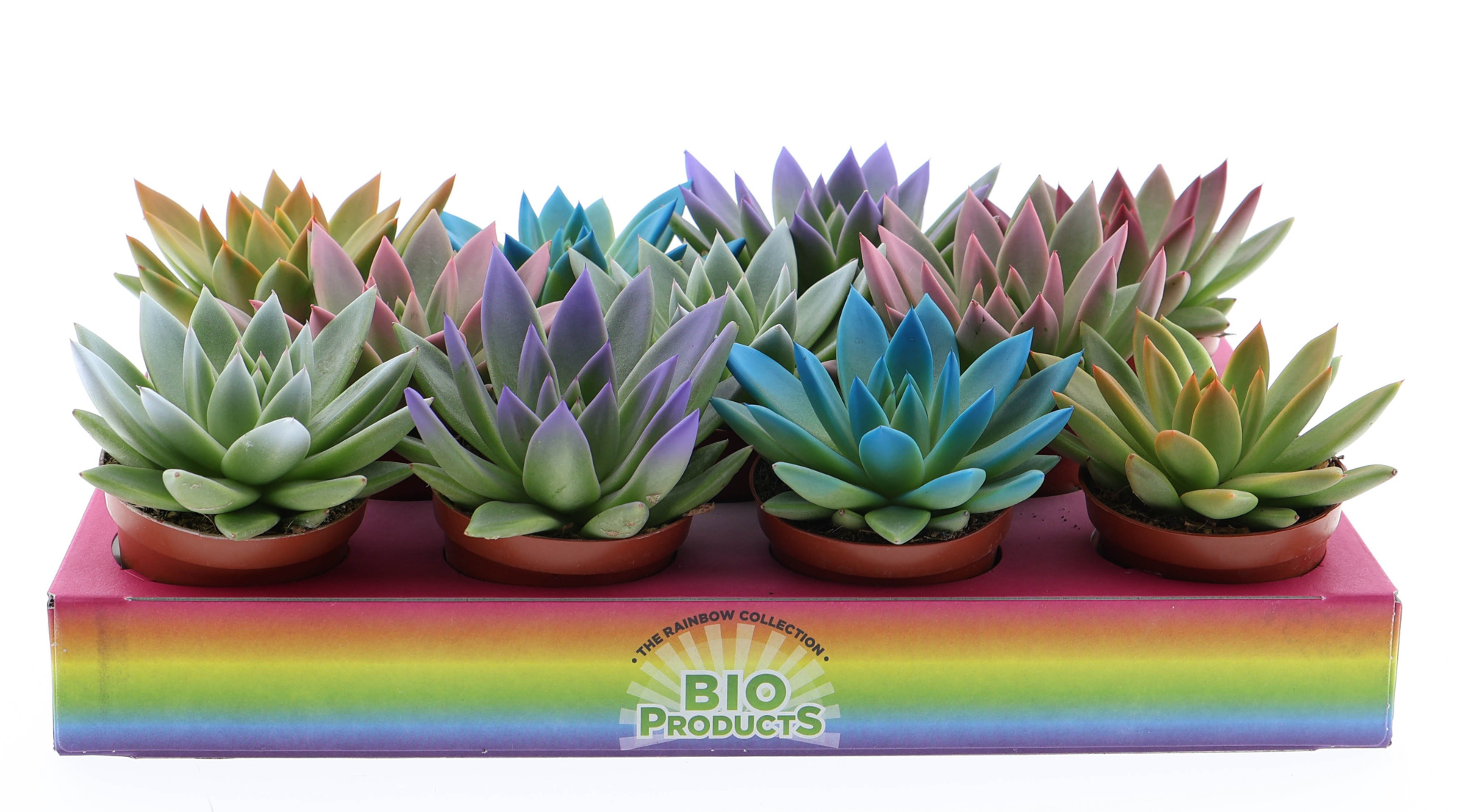 Rainbow tips mix, D 8,5