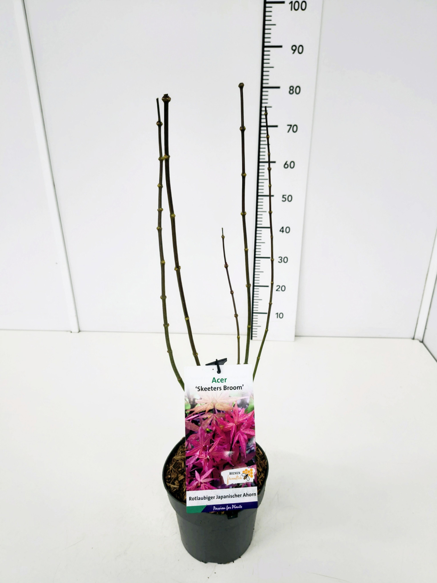 Acer palm. 'Skeeter's Broom' 60-80C3, D 19