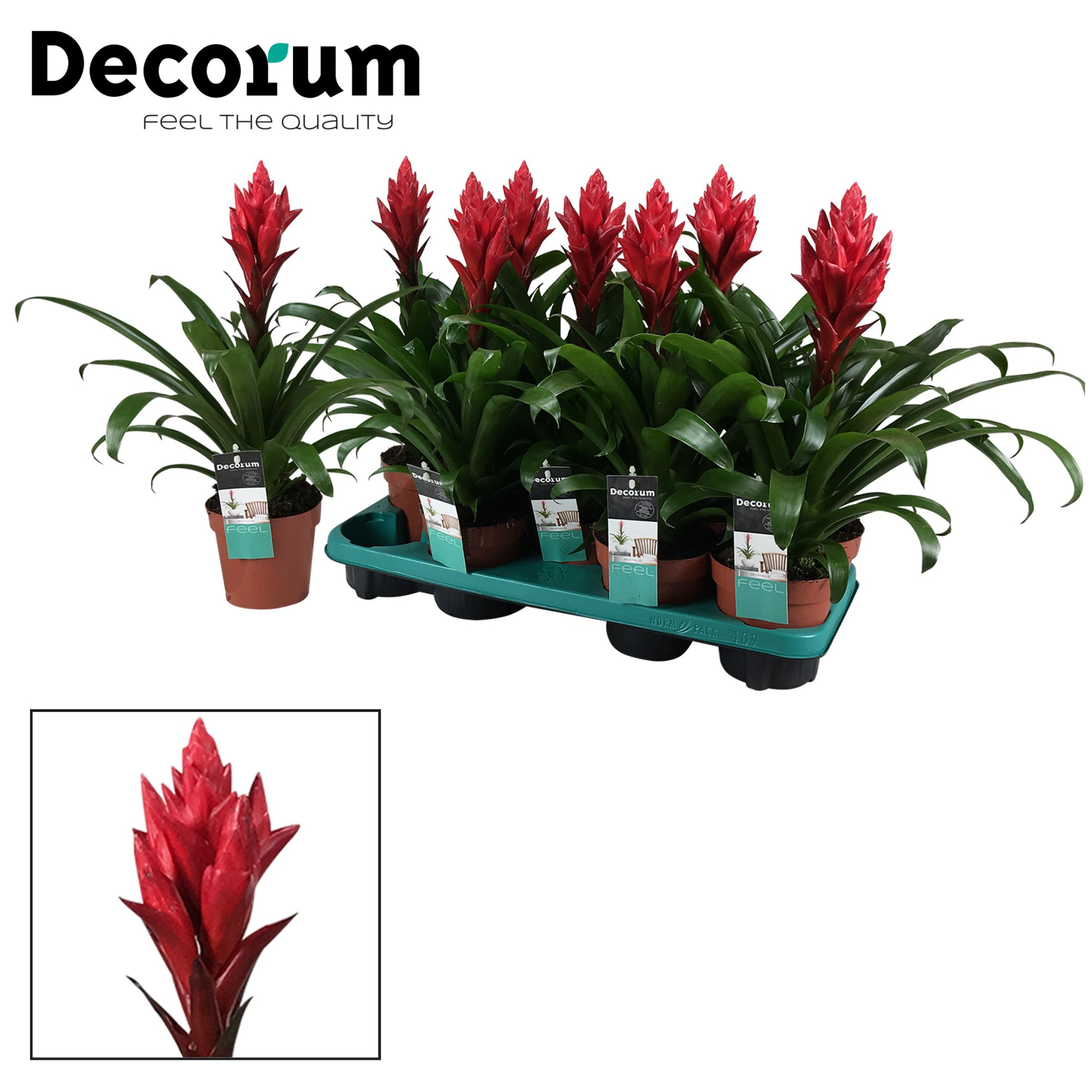 Guzmania Patricia (Decorum), D 13 cm