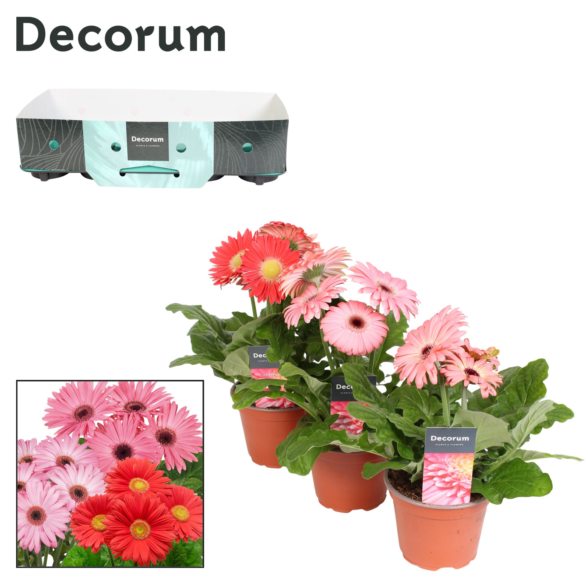 Gerbera 2+bl. 12cm rose (diverse kleurtinten) met kraag Decorum, D 12