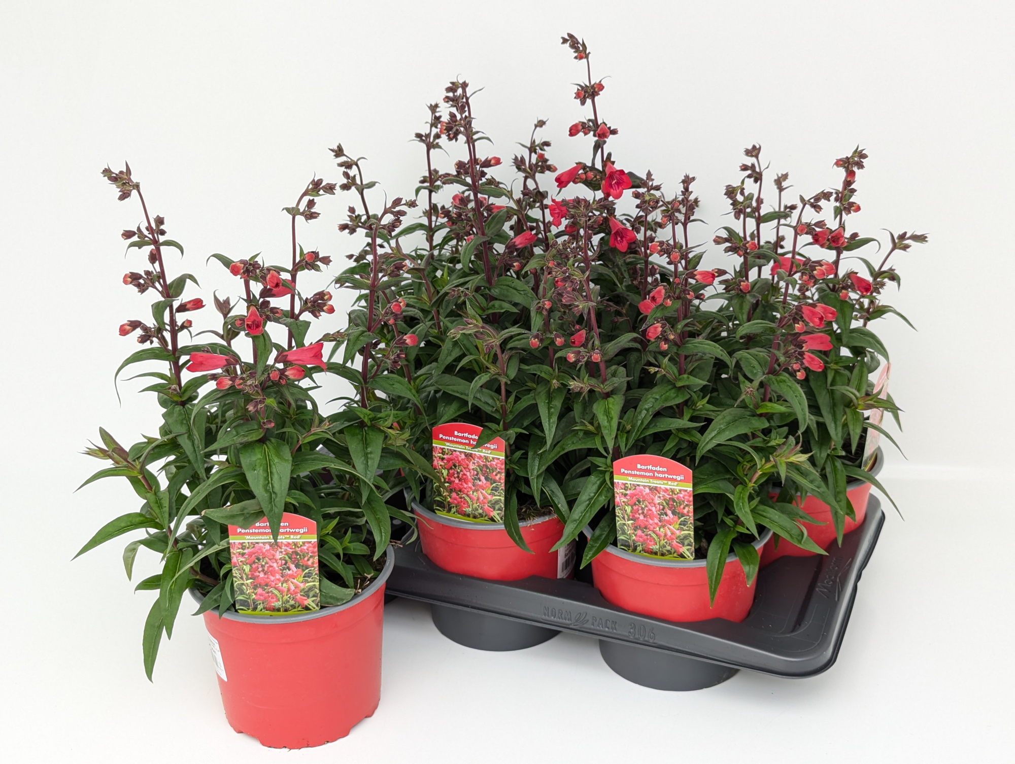 Penstemon hartwegii T17 - Mountain Treats Red, D 17