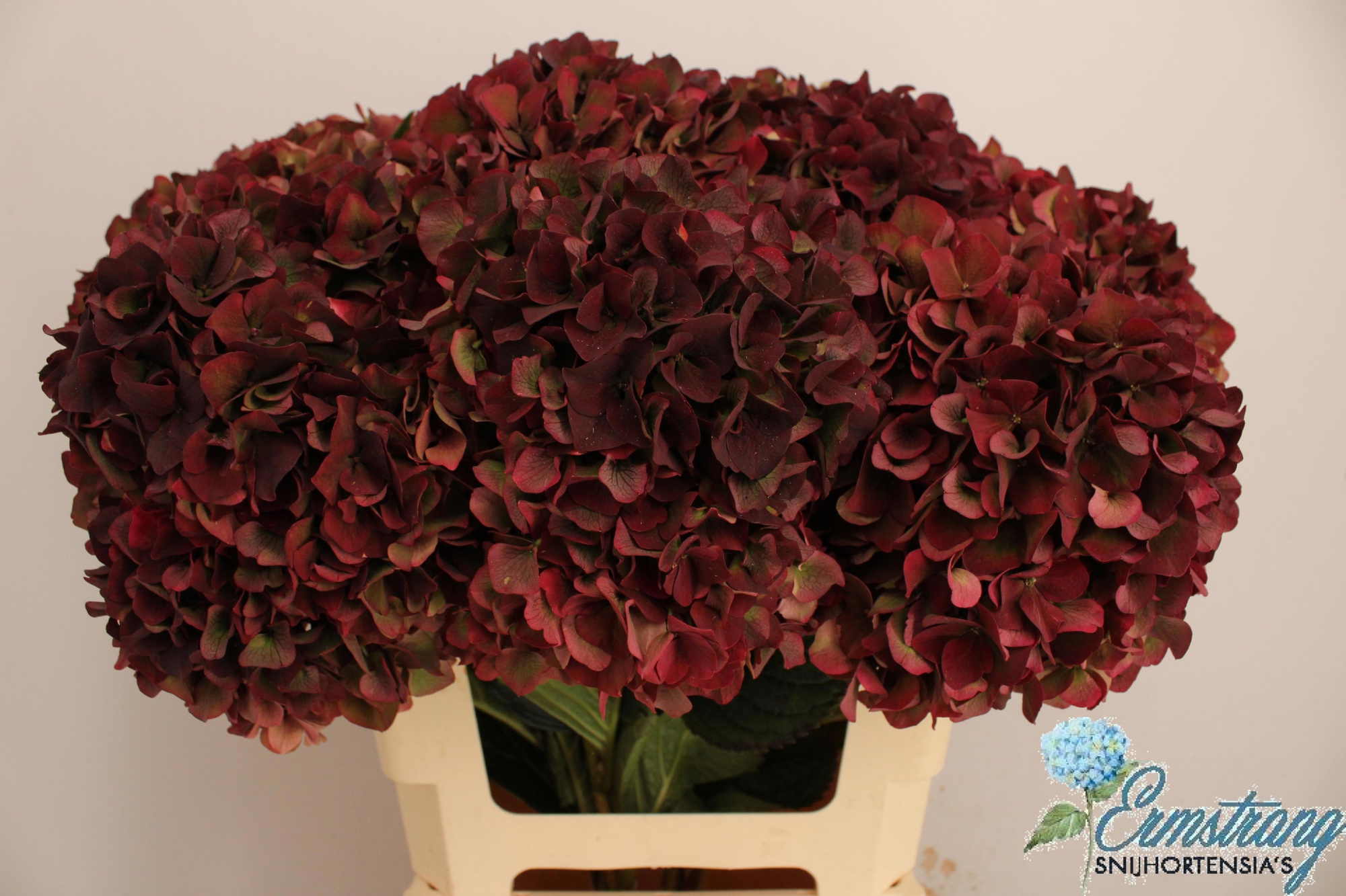 Гортензия Мэджикал Пинк Руби Классик 60, шт.