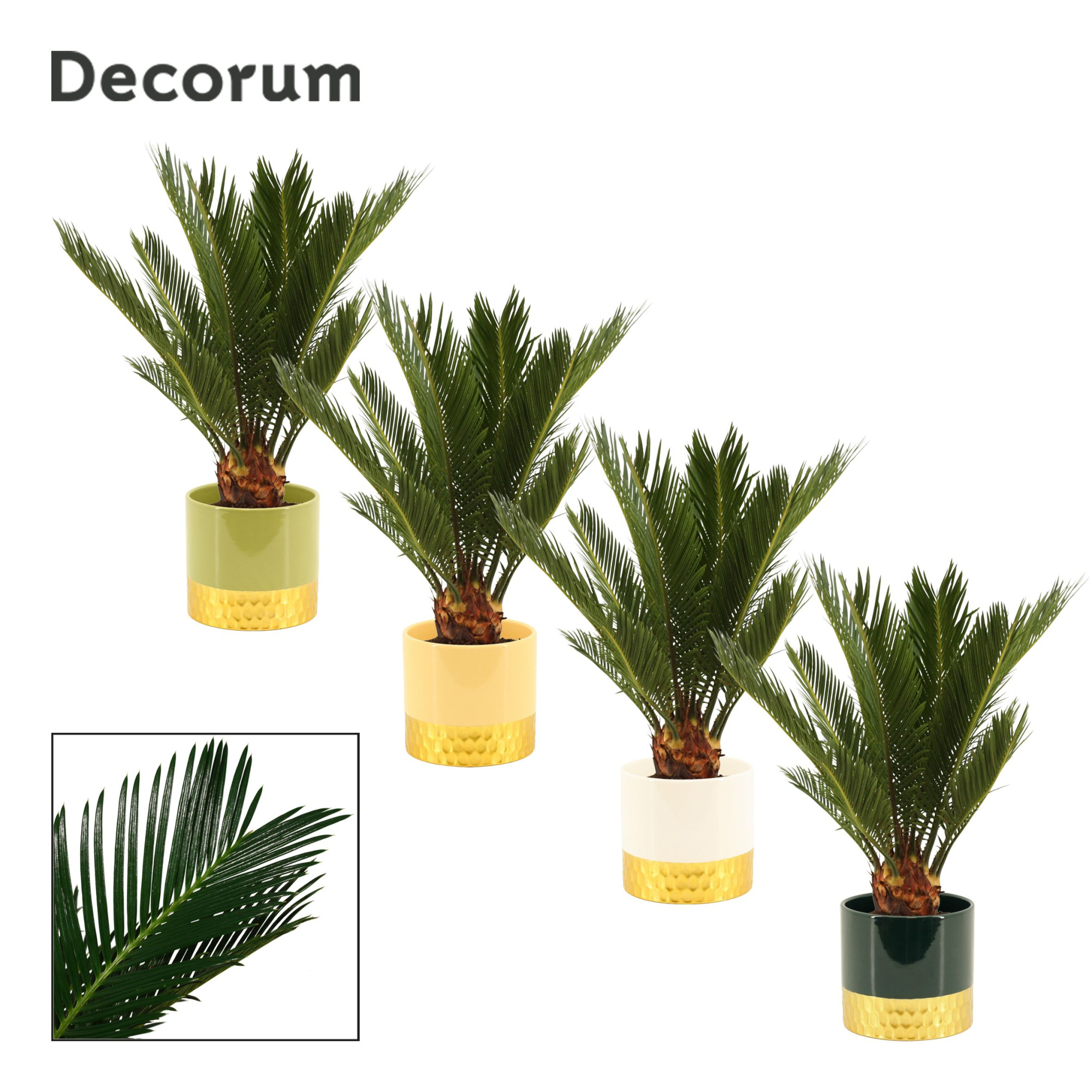 Cycas revoluta 12 cm, 6+ veren in Frederique (Top blend-collecti, D 12 cm