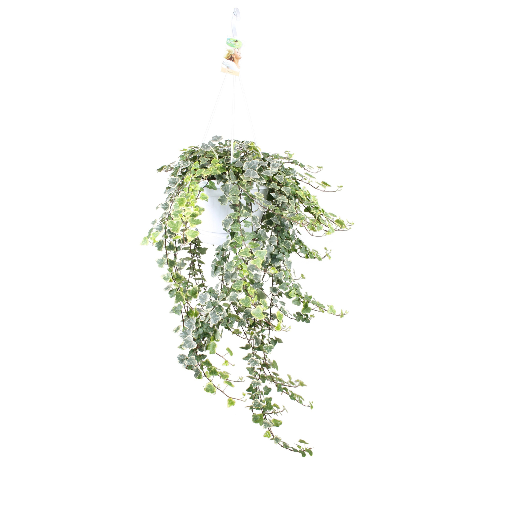 Hedera helix White wonder - hang/XXL, D 24 cm