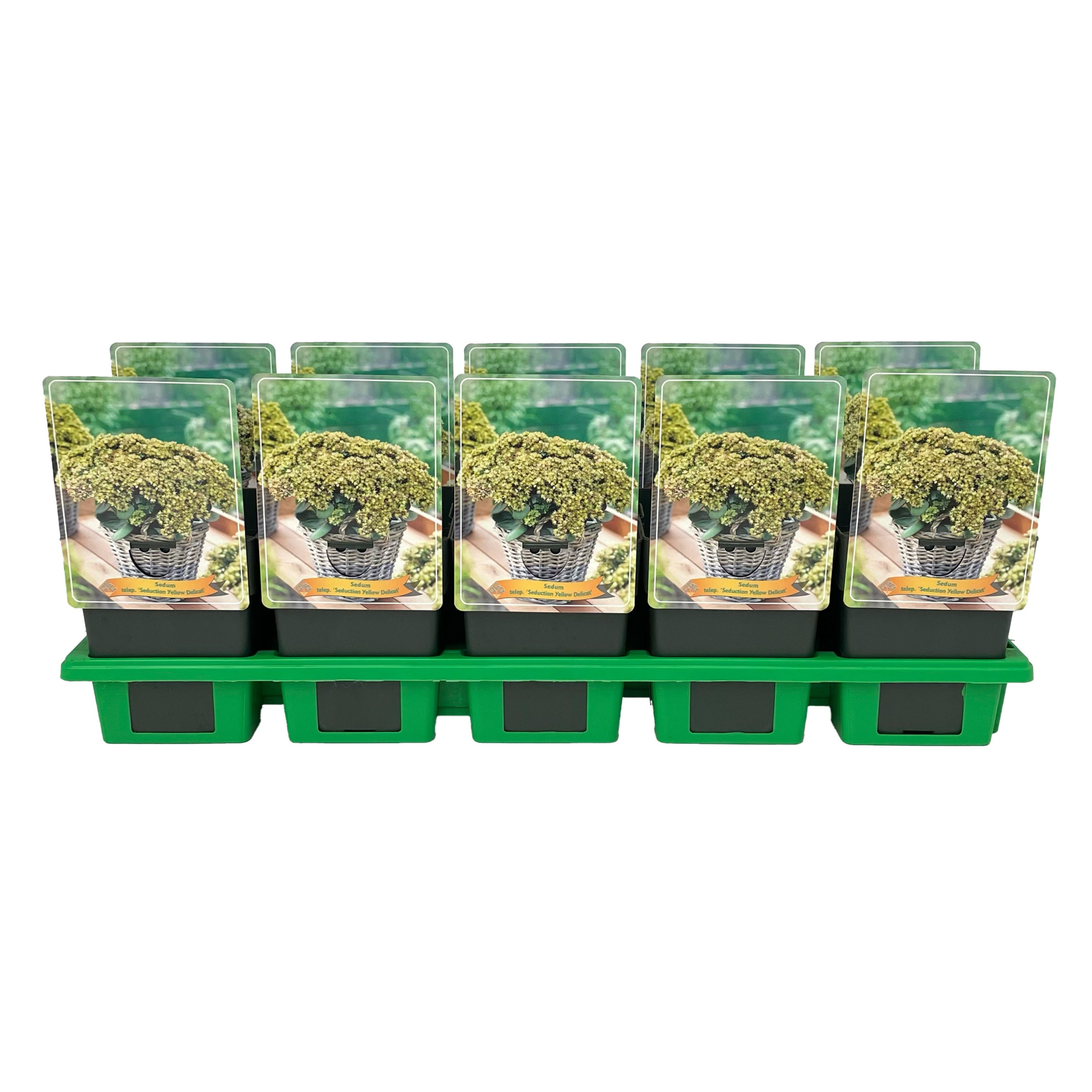Sedum telephium 'Seduction Yellow Delicat' P11, D 11