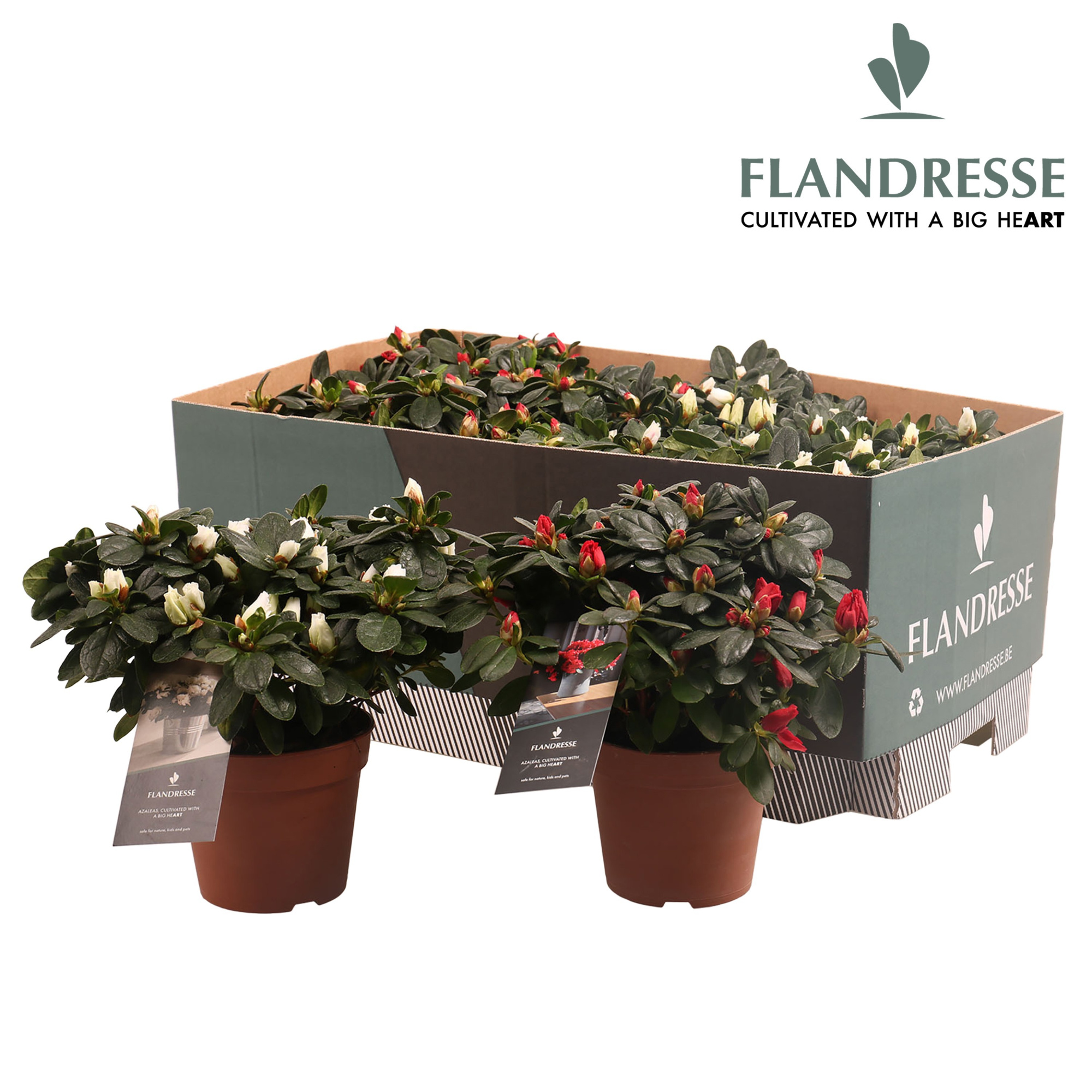 Azalea Flandresse® 'mix tray rood & wit' 22 - 25 cm, D 12