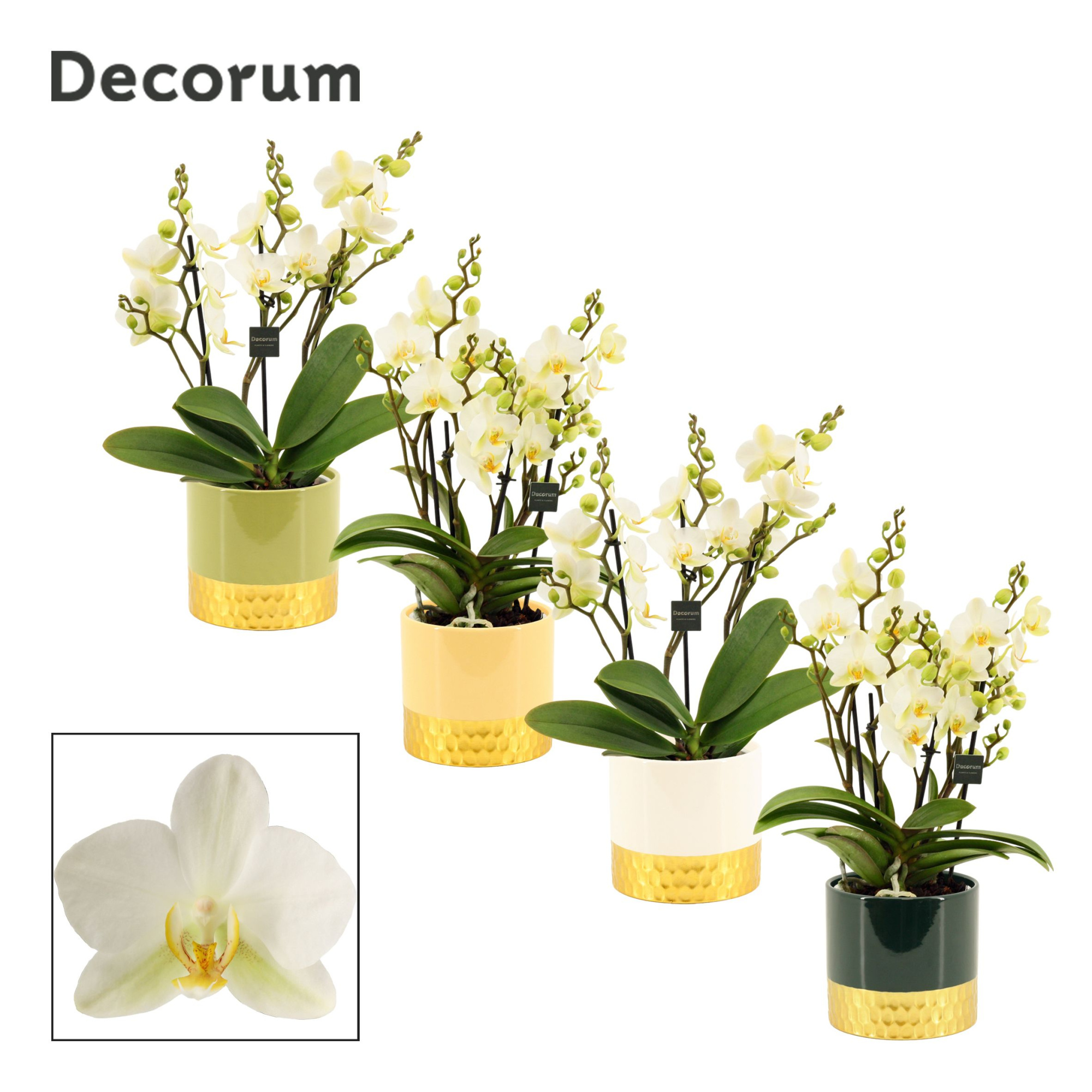 Phalaenopsis dazzling Lausanne 3-4 tak in Frederique (Top blend-, D 12 cm