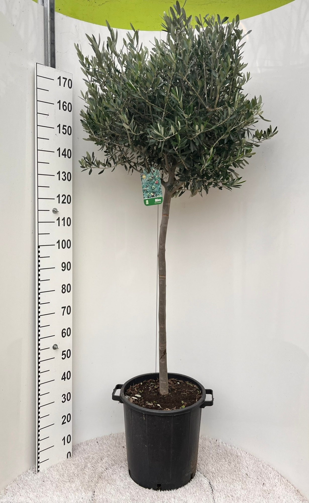 Olea europaea on stem, D 35 cm