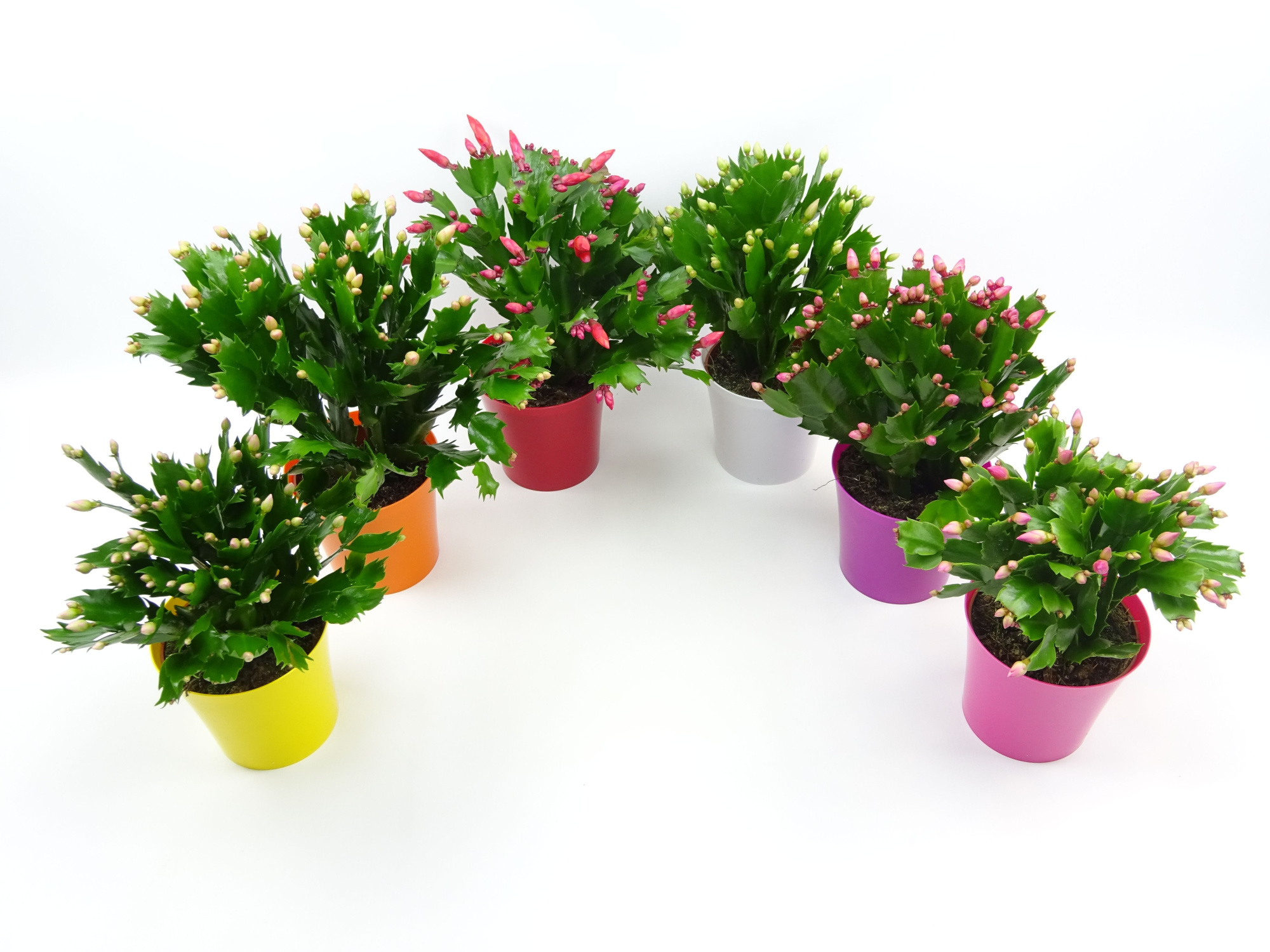 Schlumbergera 10.5 cm ton sur ton, D 10,5 cm